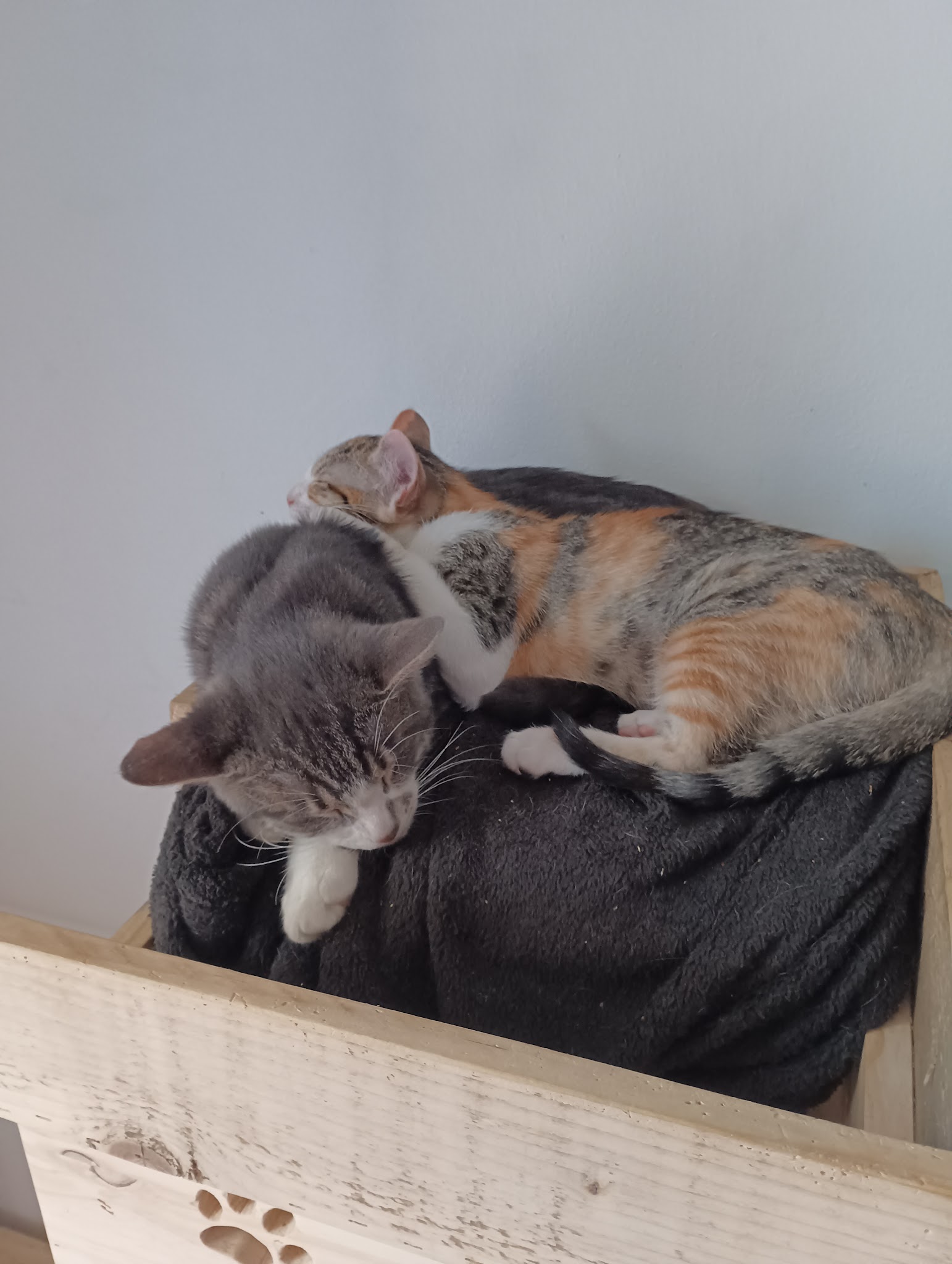 Pension Family Cats and Dogs