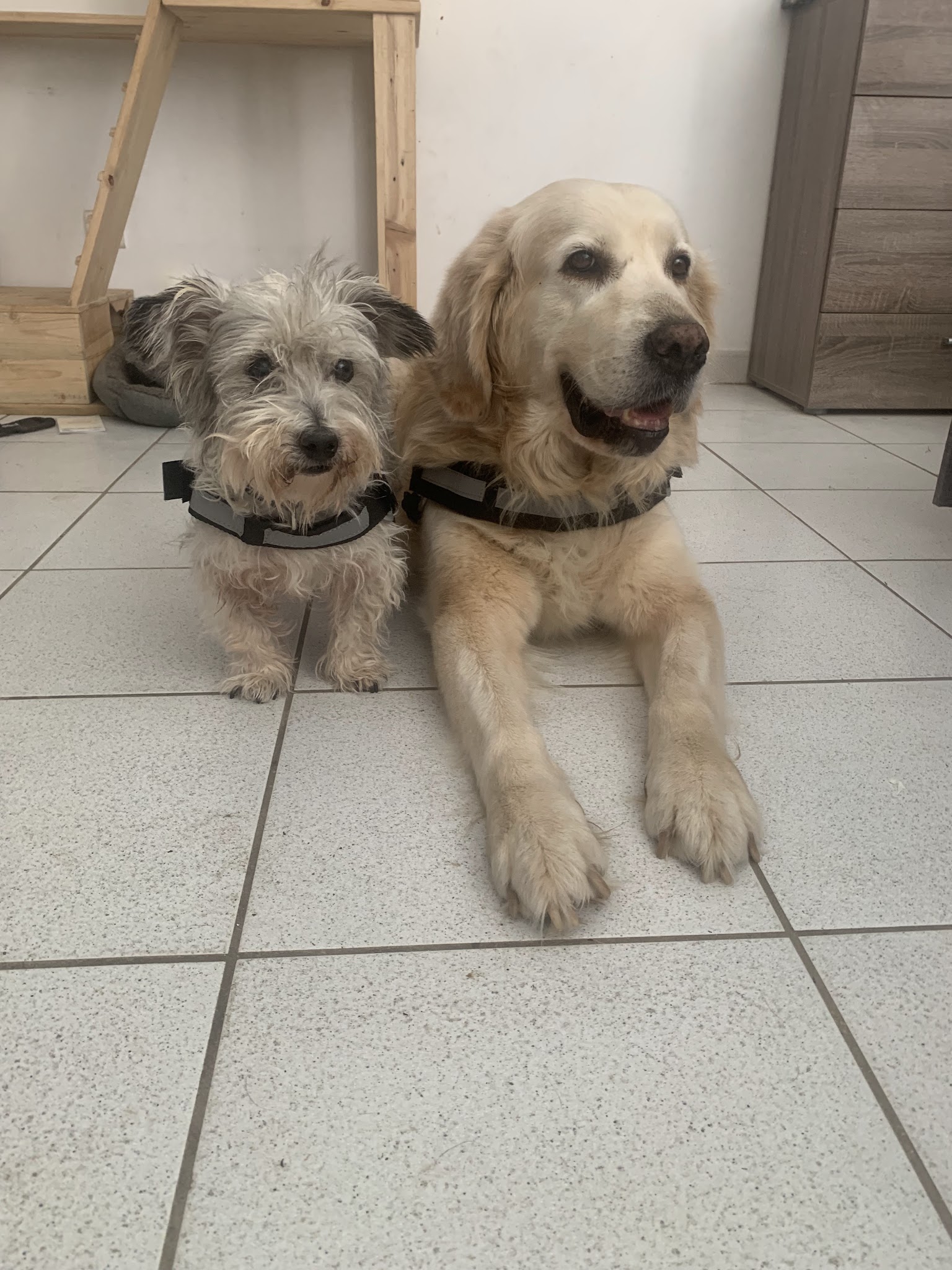 Pension Family Cats and Dogs — photo