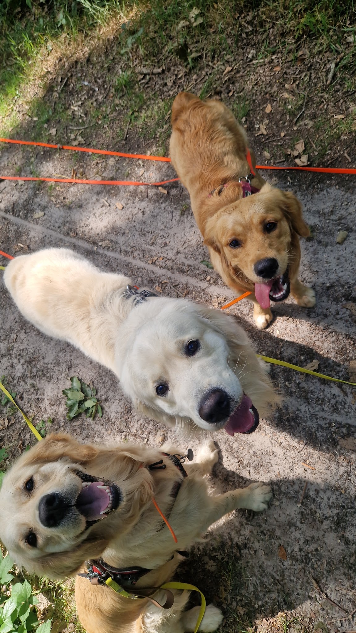 Une Patte Un Sabot • Educatrice Comportementaliste Canin — photo