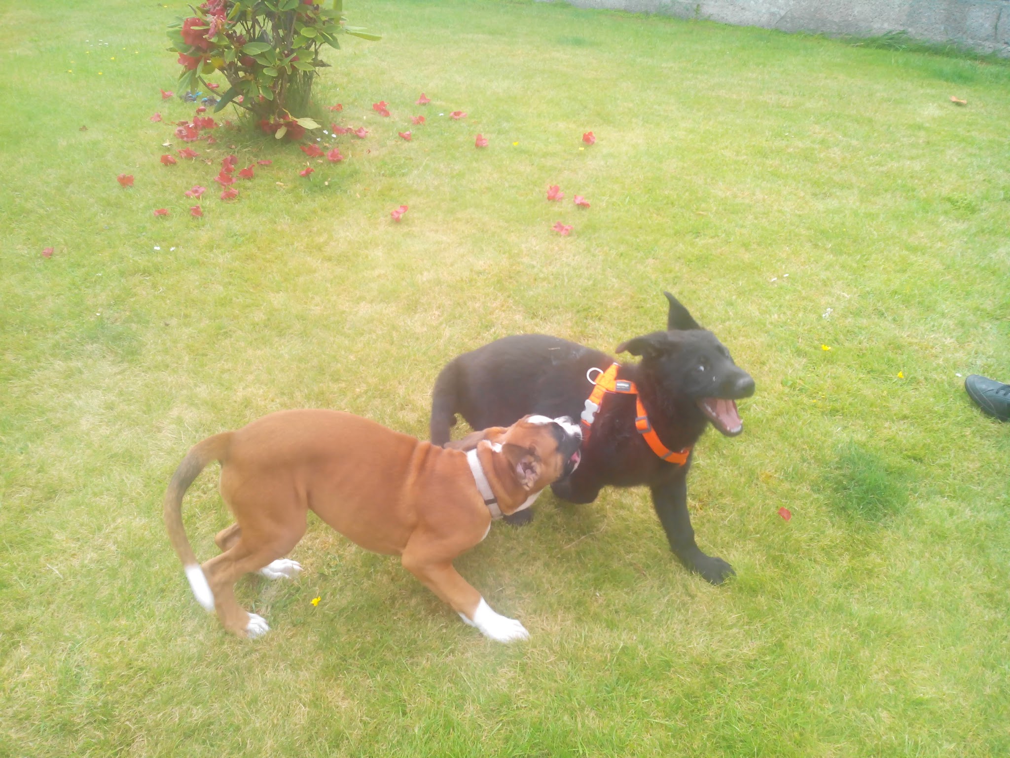 Pension canine De Viknane — photo