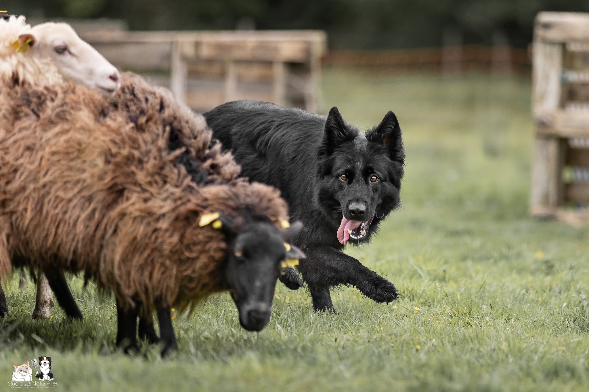 Pension canine De Viknane — photo