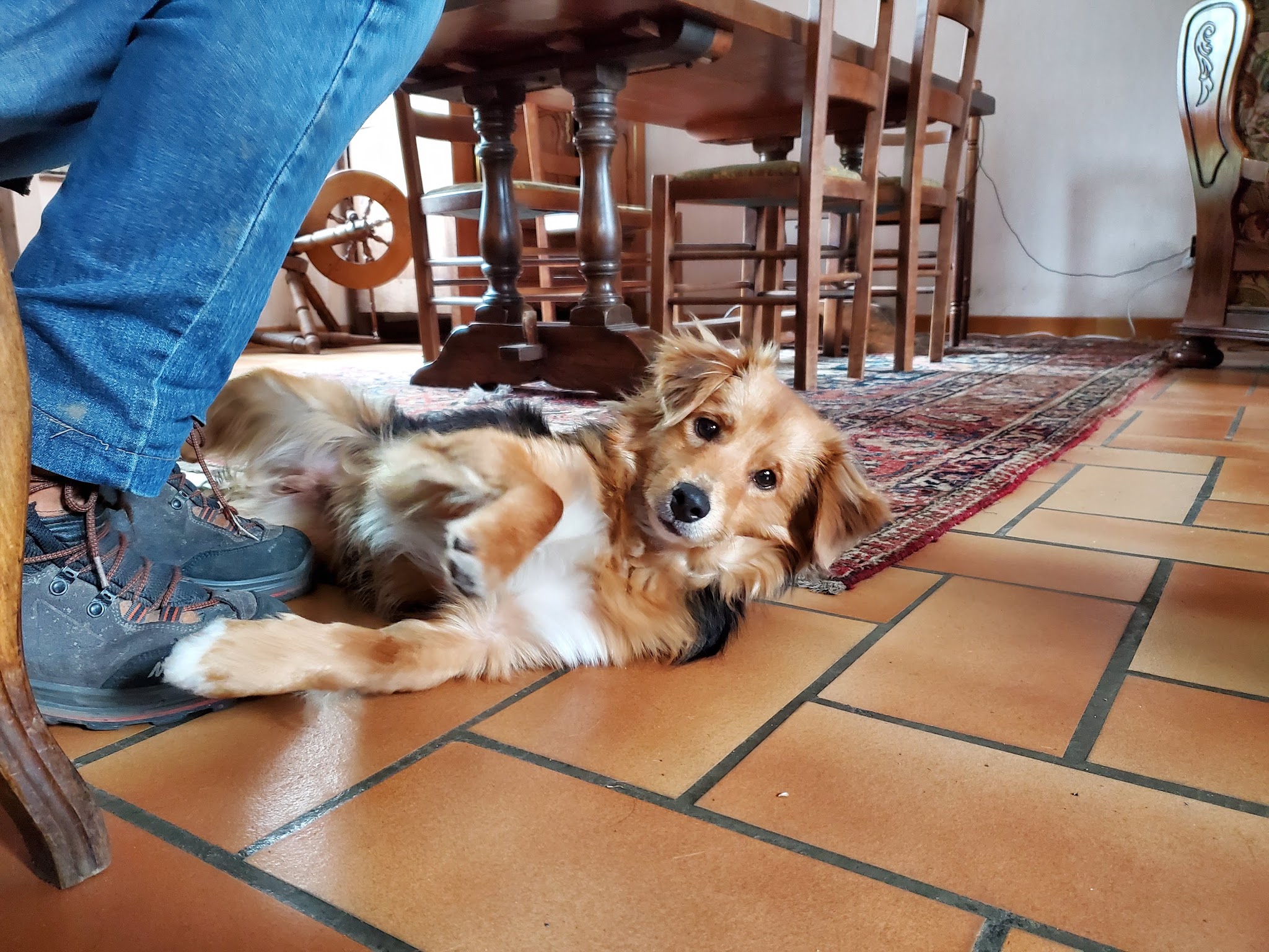 Pension canine De Viknane — photo