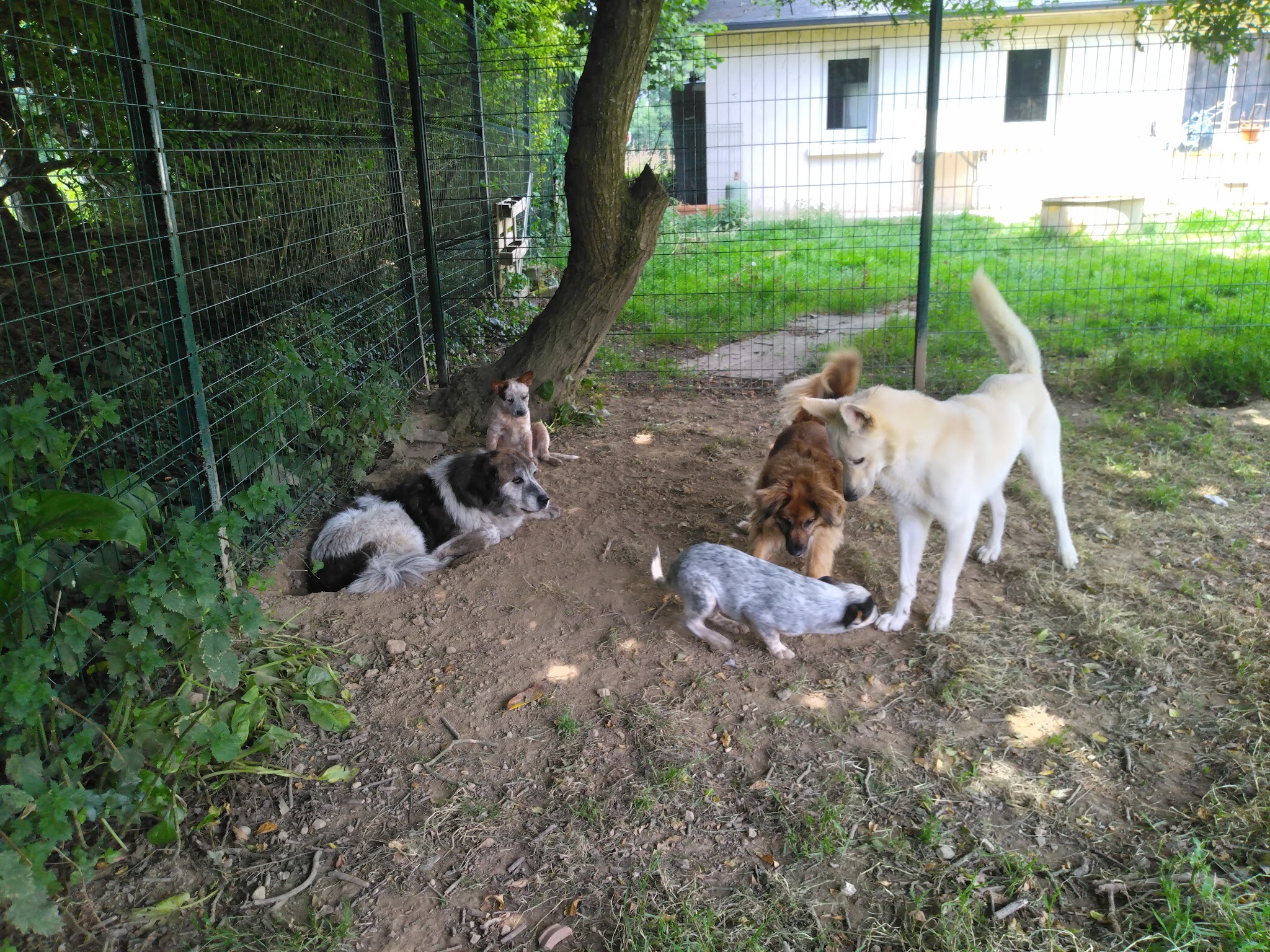 Pension canine De Viknane