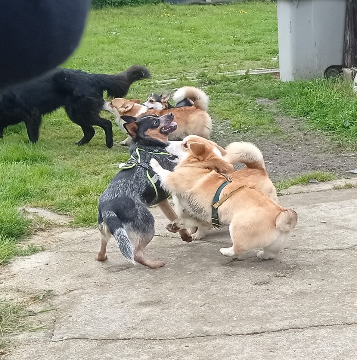 Pension canine De Viknane — photo