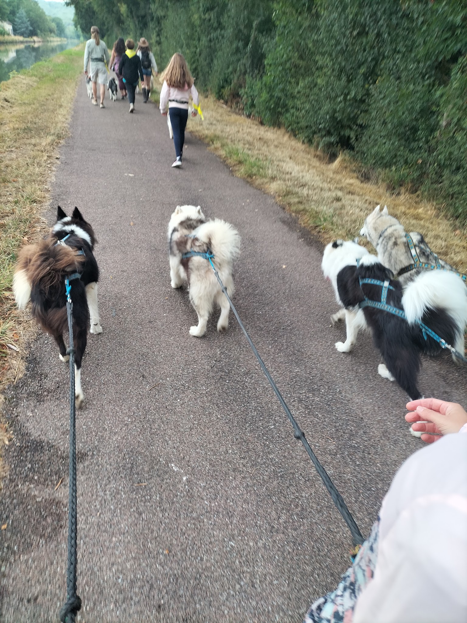 Wood'cie Ranch Canin - kart à chien et cani randonnée