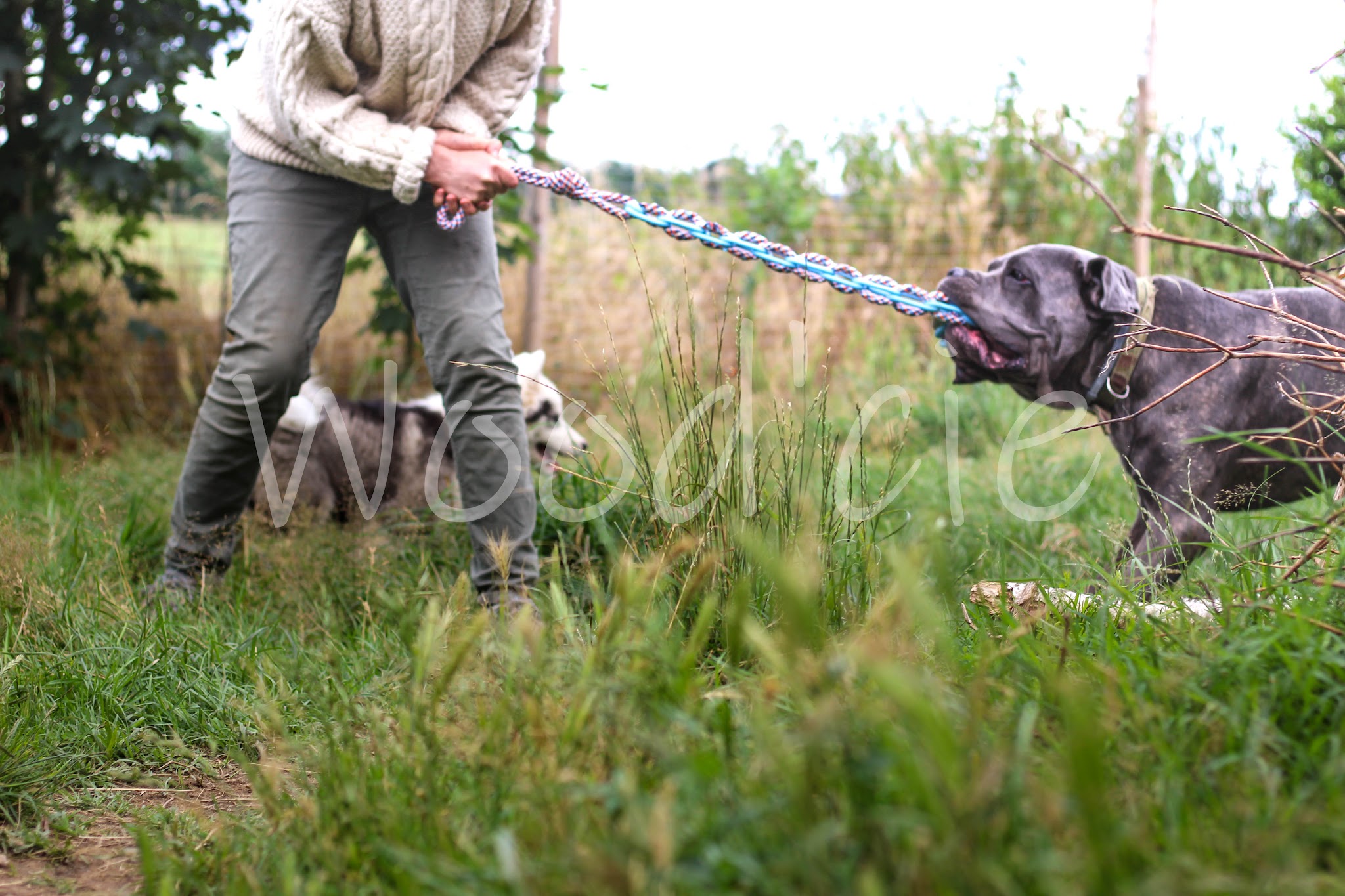 Wood'cie Ranch Canin - kart à chien et cani randonnée — photo