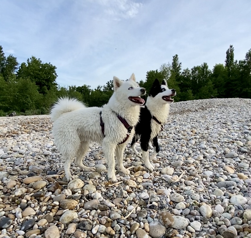 Wood'cie Ranch Canin - kart à chien et cani randonnée — photo