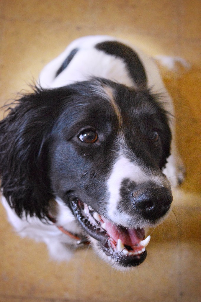 Wood'cie Ranch Canin - kart à chien et cani randonnée — photo