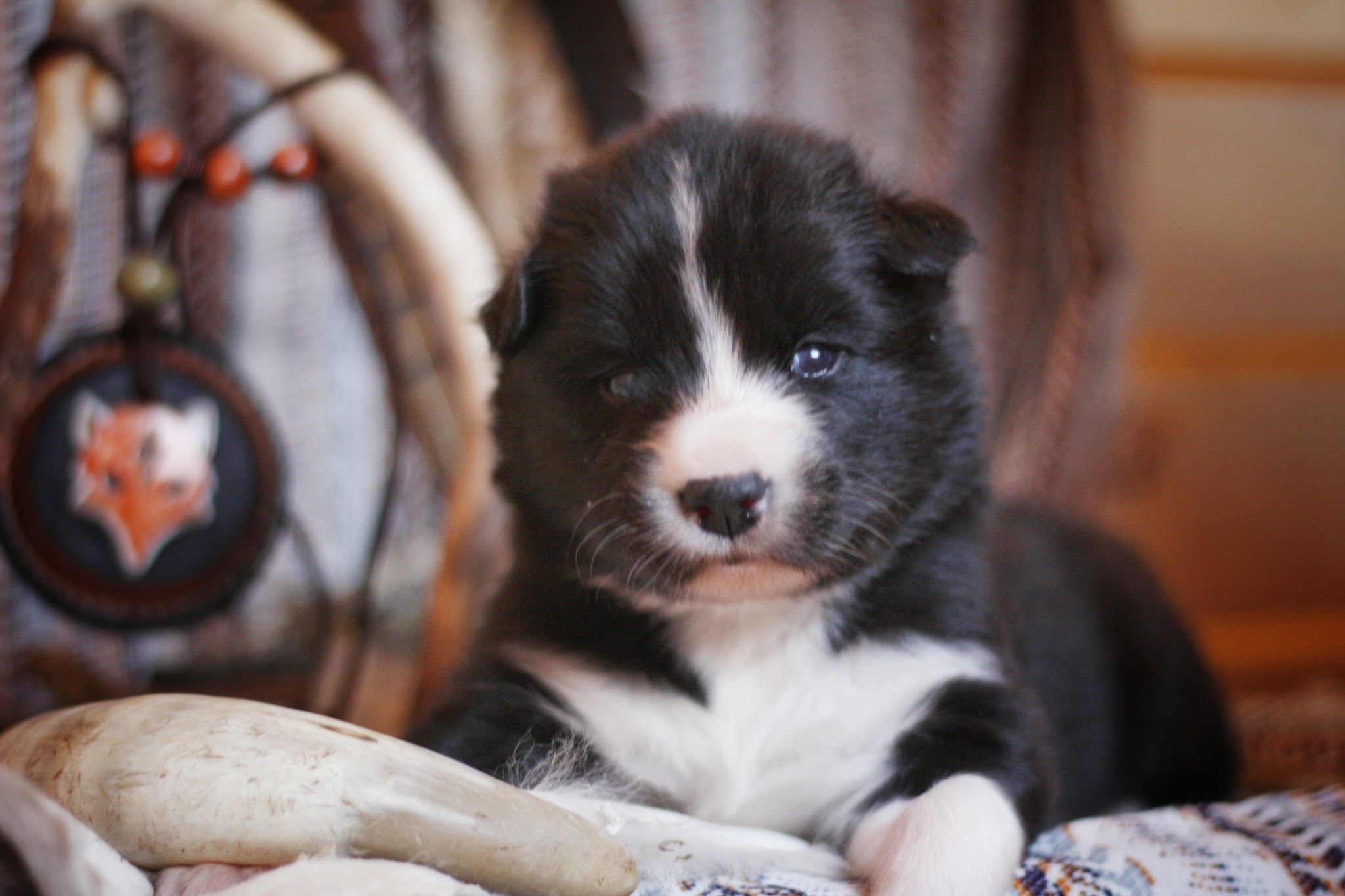 Wood'cie Ranch Canin - kart à chien et cani randonnée — photo