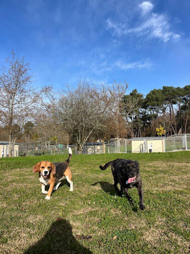 Centre Canin et Félin Mas Dog