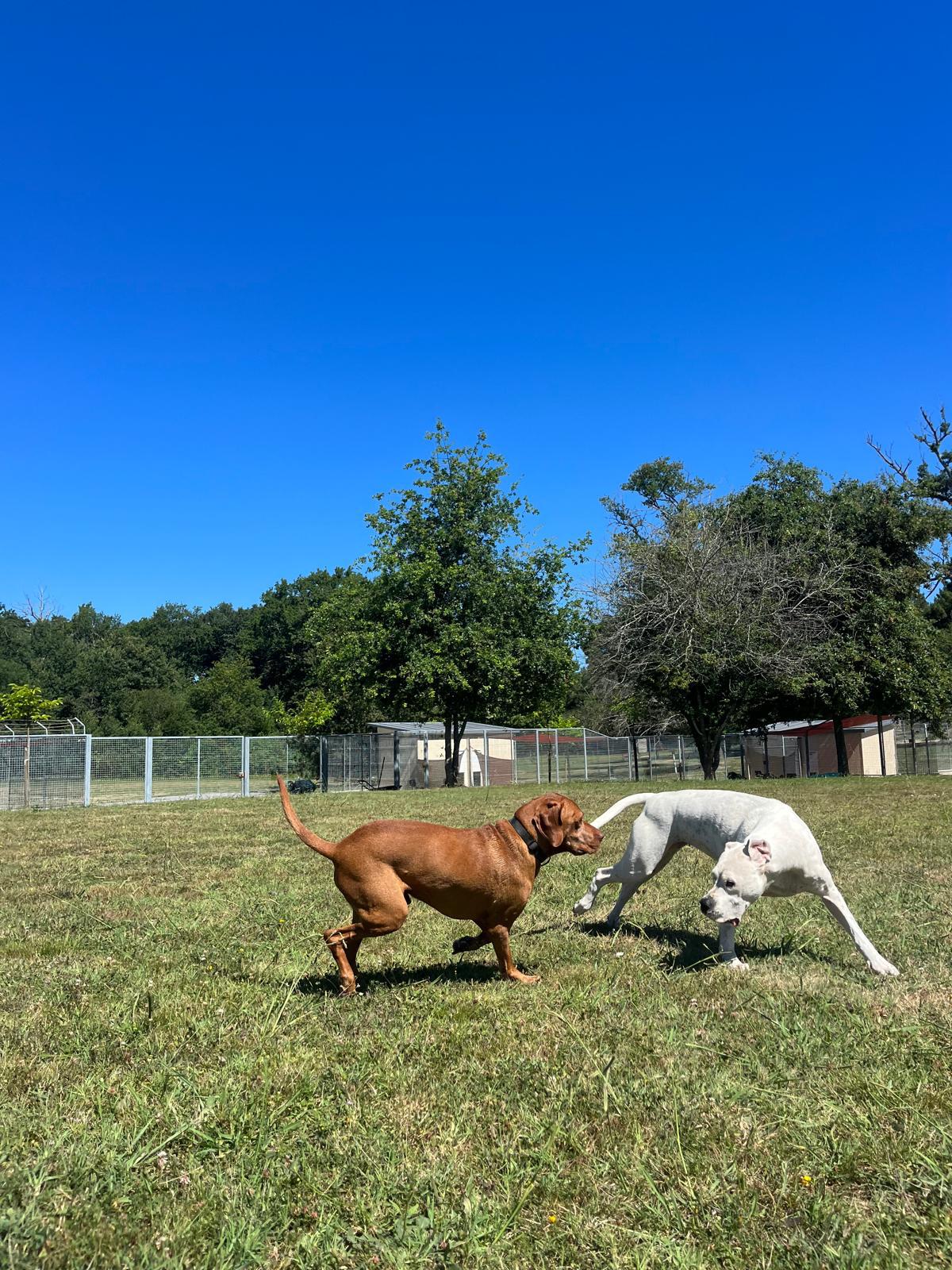 Centre Canin et Félin Mas Dog — photo
