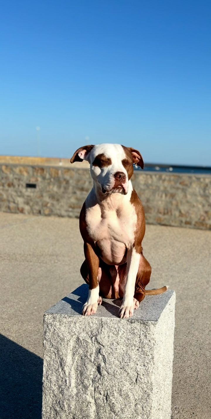 Les crazy dogs Educateur Canin — photo