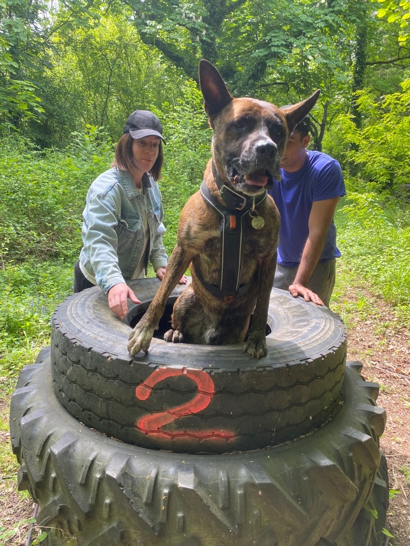 Les crazy dogs Educateur Canin — photo