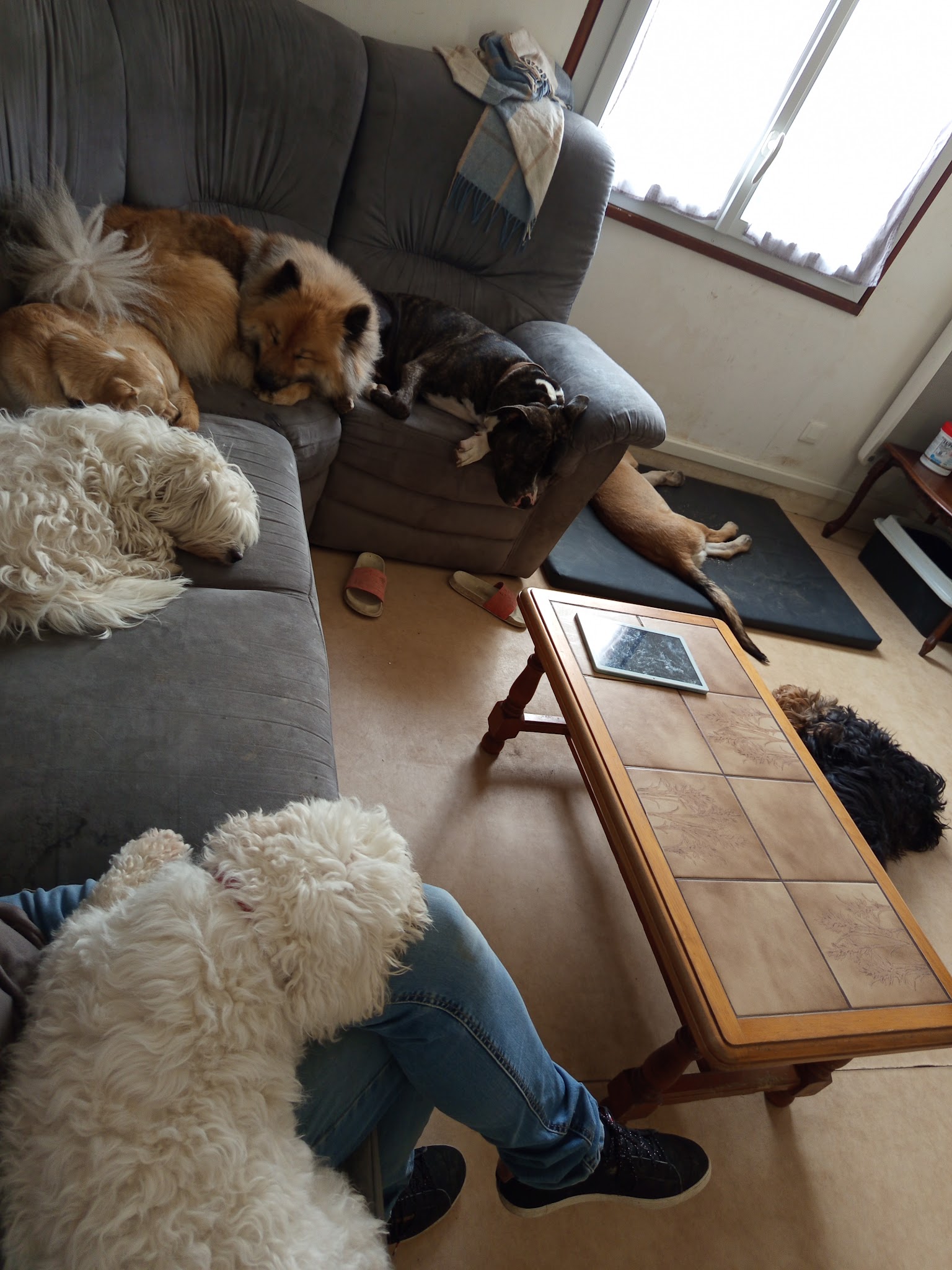 Pet Sit'love — photo