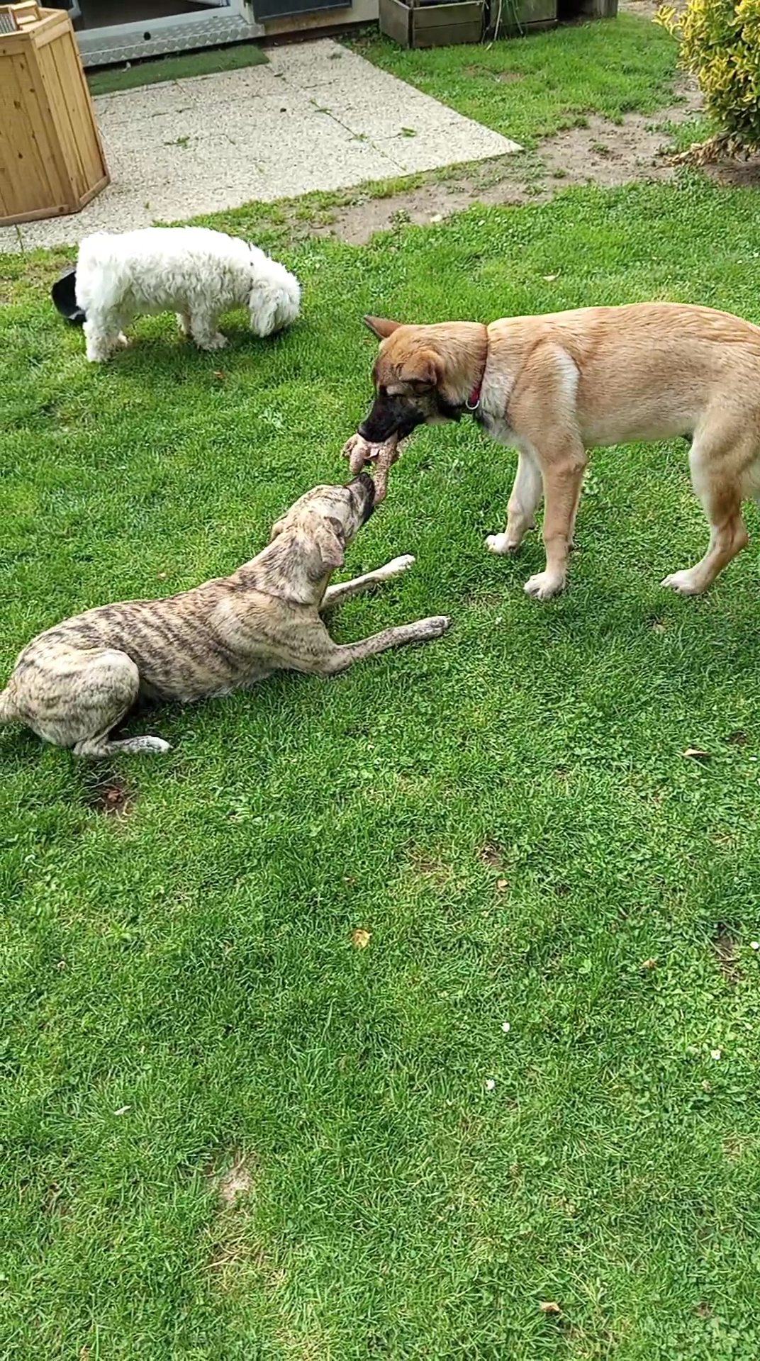 Pet Sit'love — photo