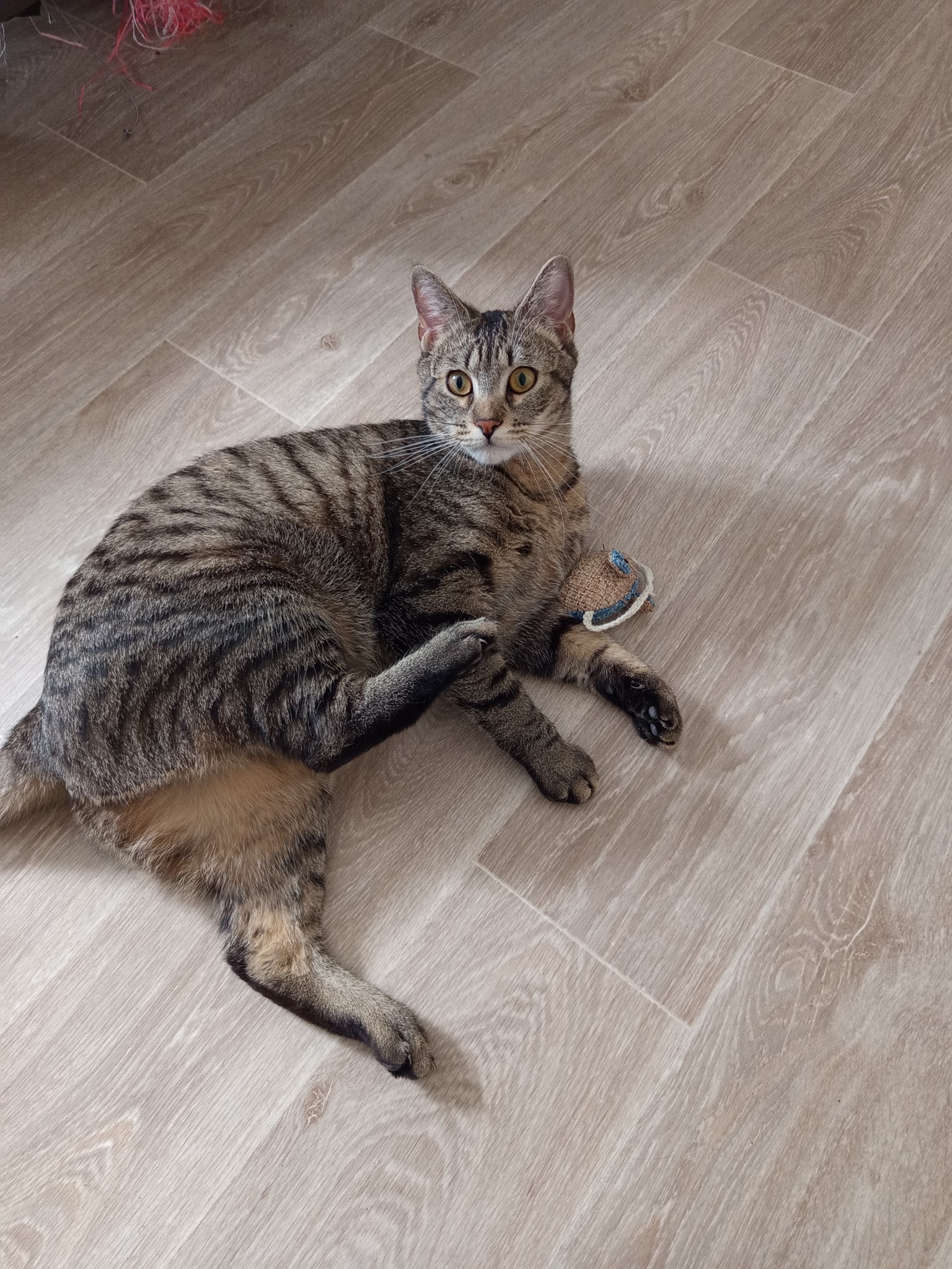 Pet Sit'love — photo