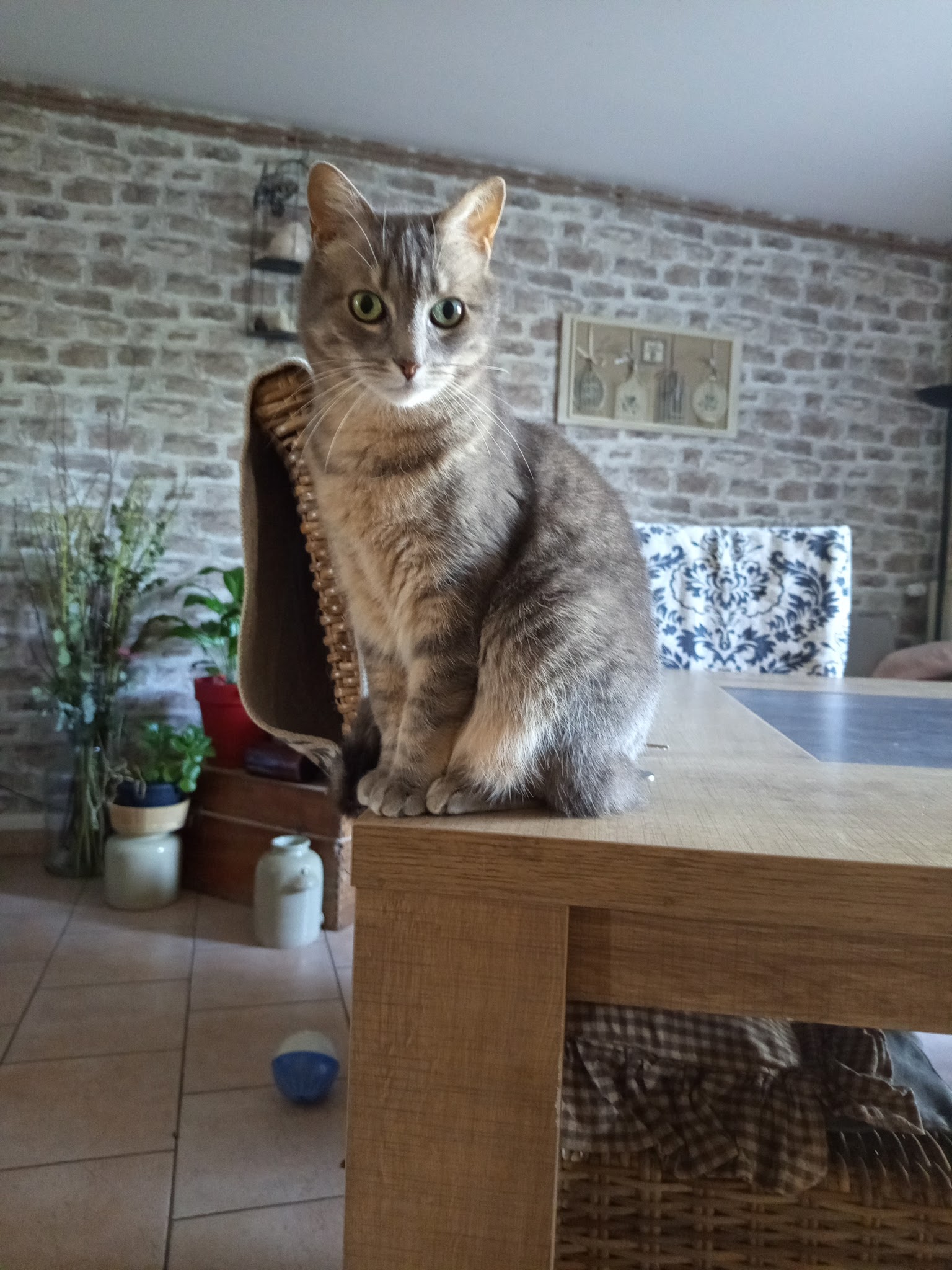 Pet Sit'love — photo