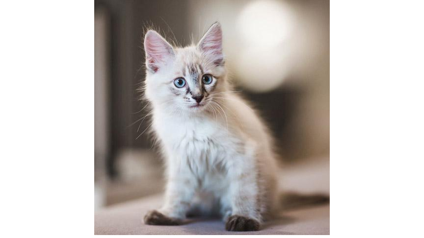 D'AN TAOL LAGAD