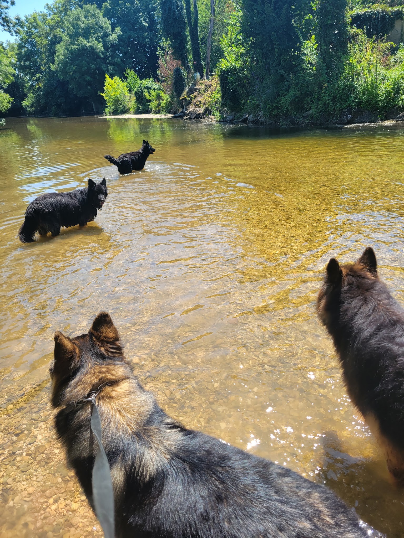 Laure SPERANZA Ecoute ton chien 21-39 — photo