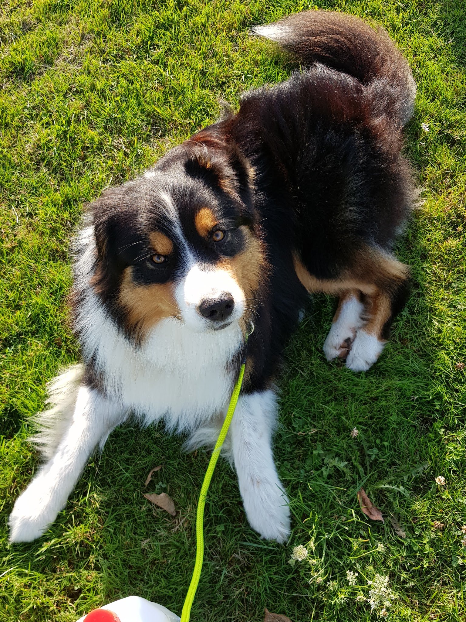 Laure SPERANZA Ecoute ton chien 21-39 — photo
