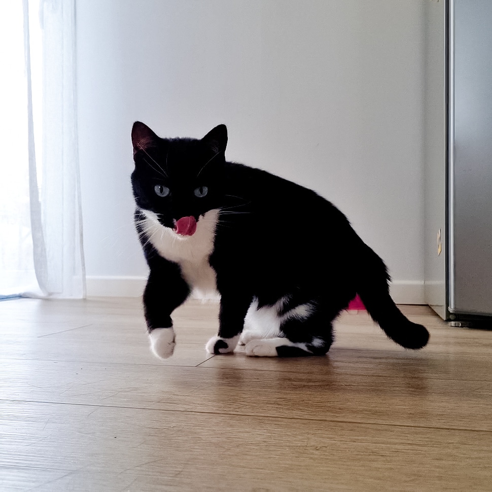 Bébêtes & Moustaches — photo