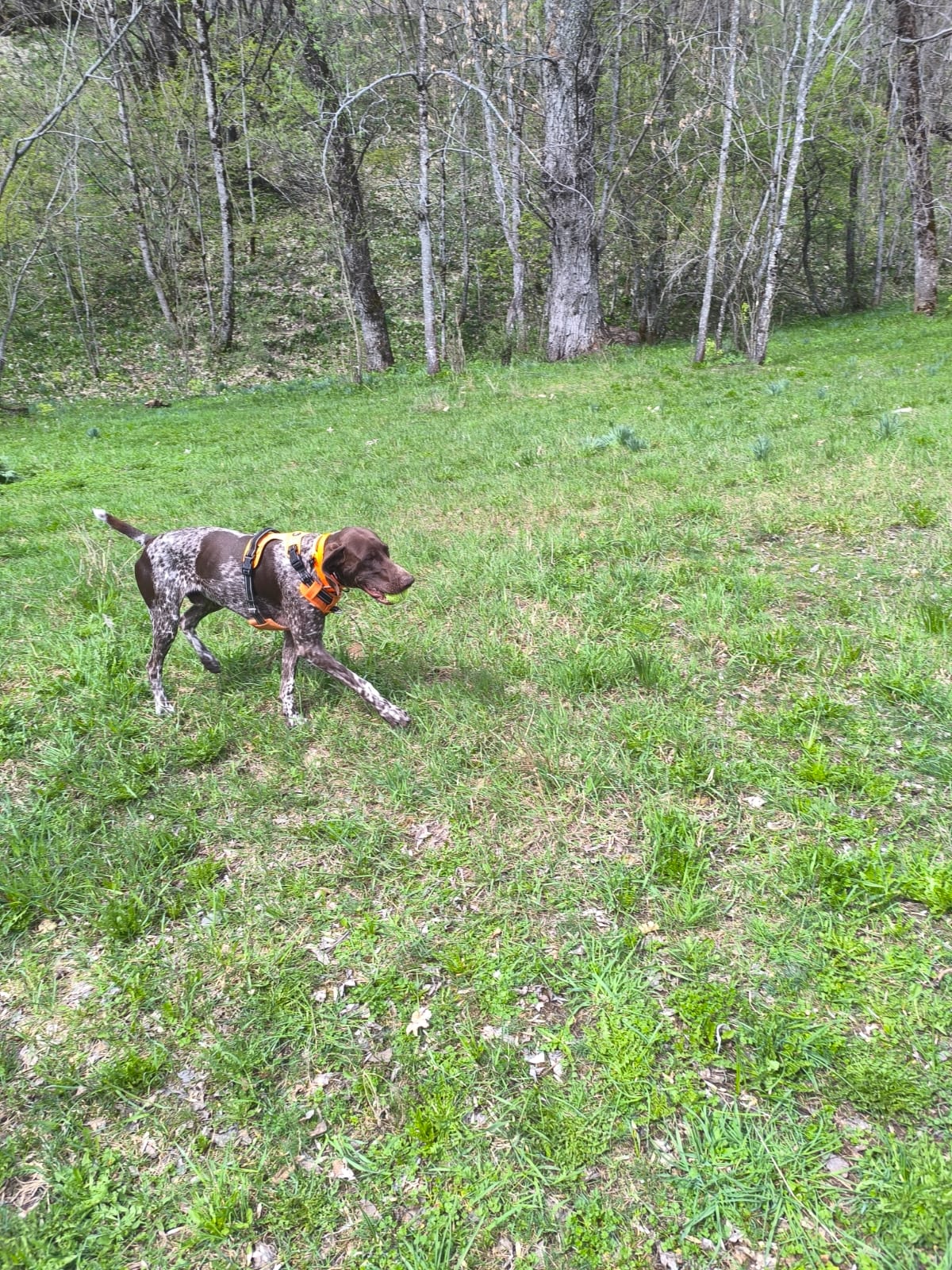 Daf-Waf Pet Sitting Eygliers (05) — photo