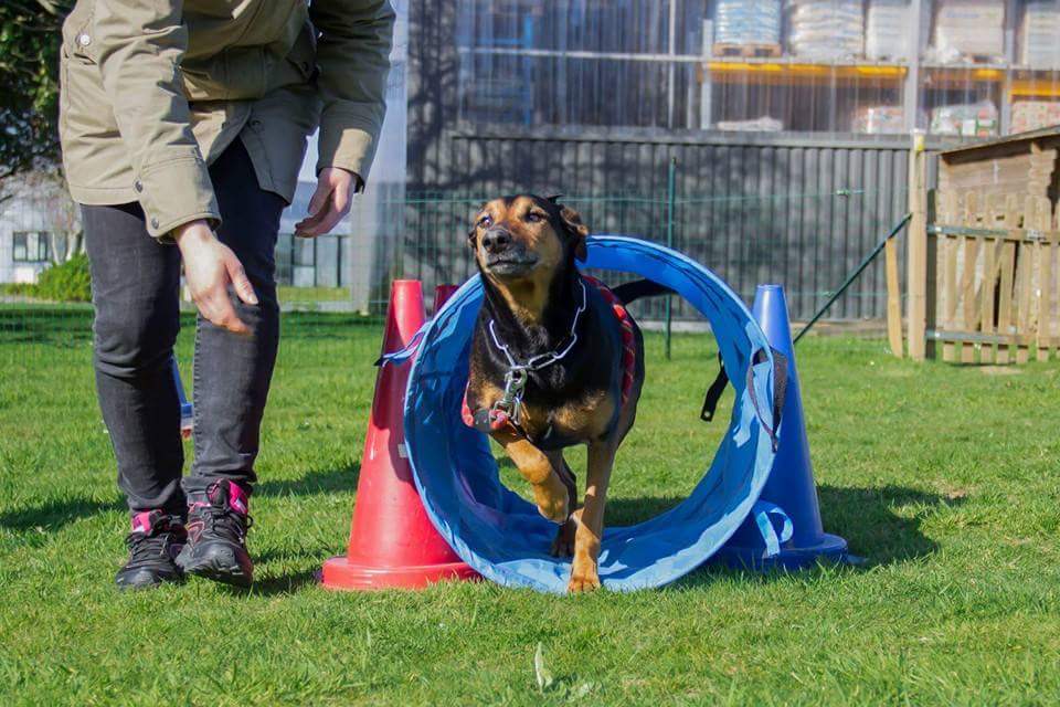 Legallais Cédric Pension Education Canine — photo