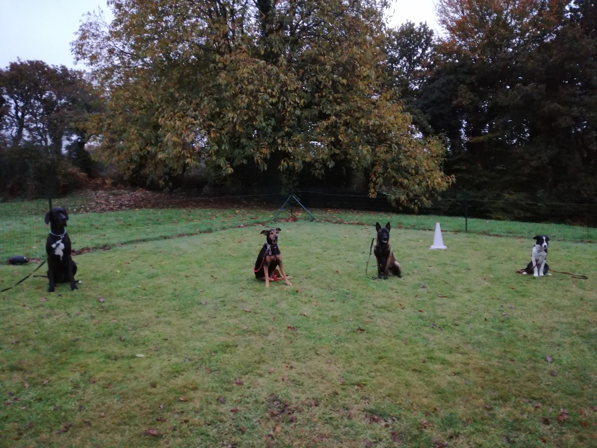 Legallais Cédric Pension Education Canine — photo