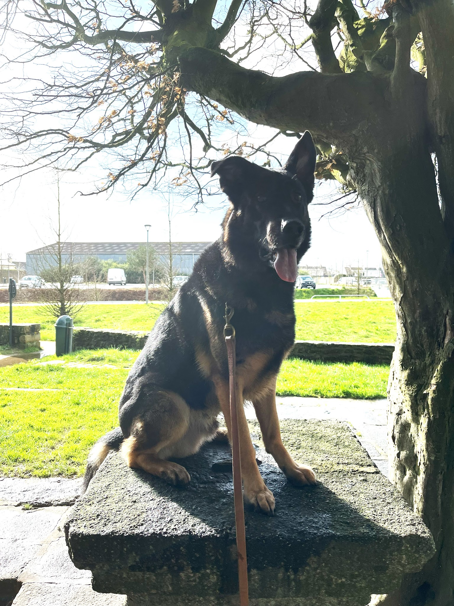 Legallais Cédric Pension Education Canine — photo