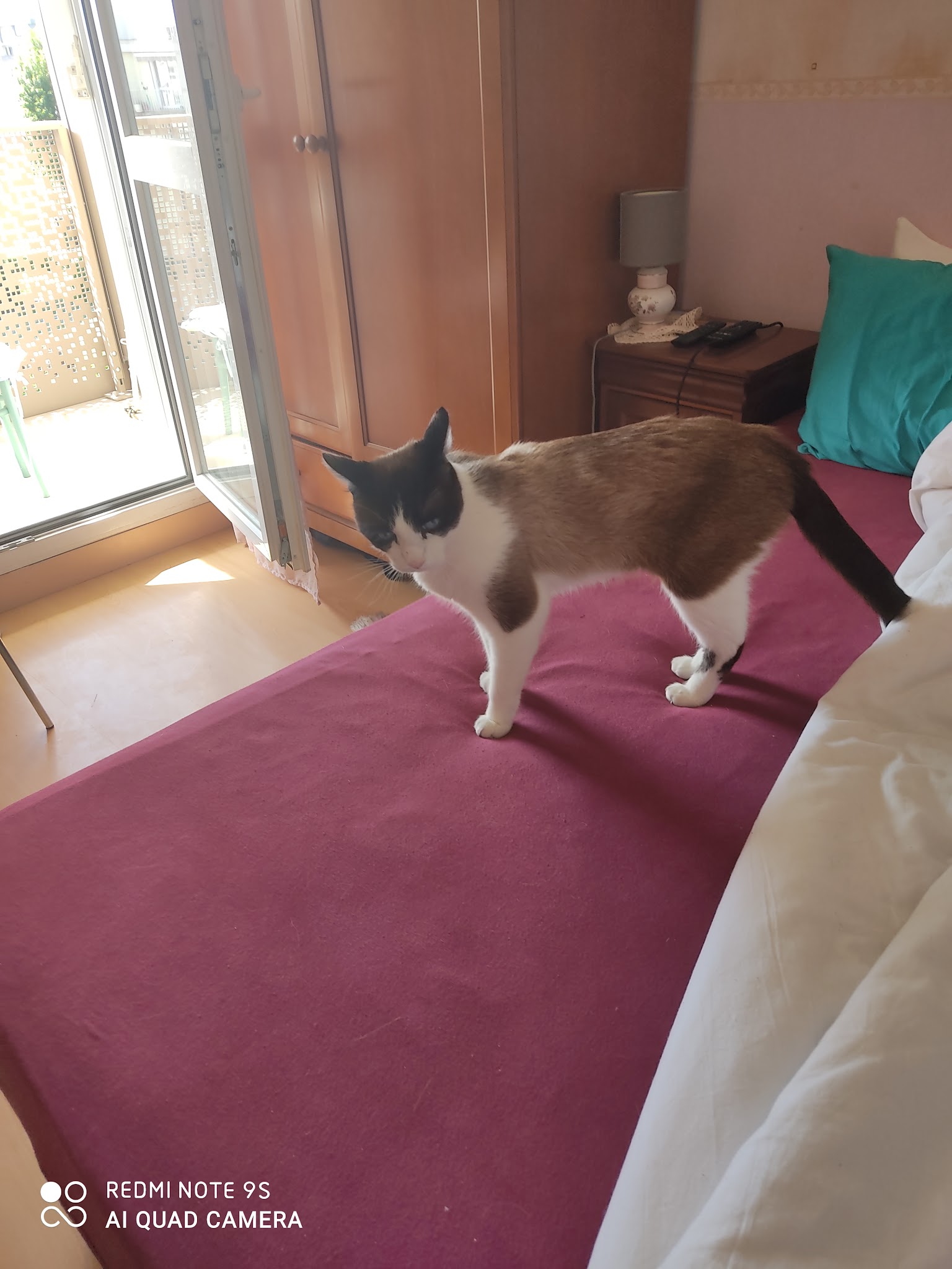 Pattes en Garde — photo