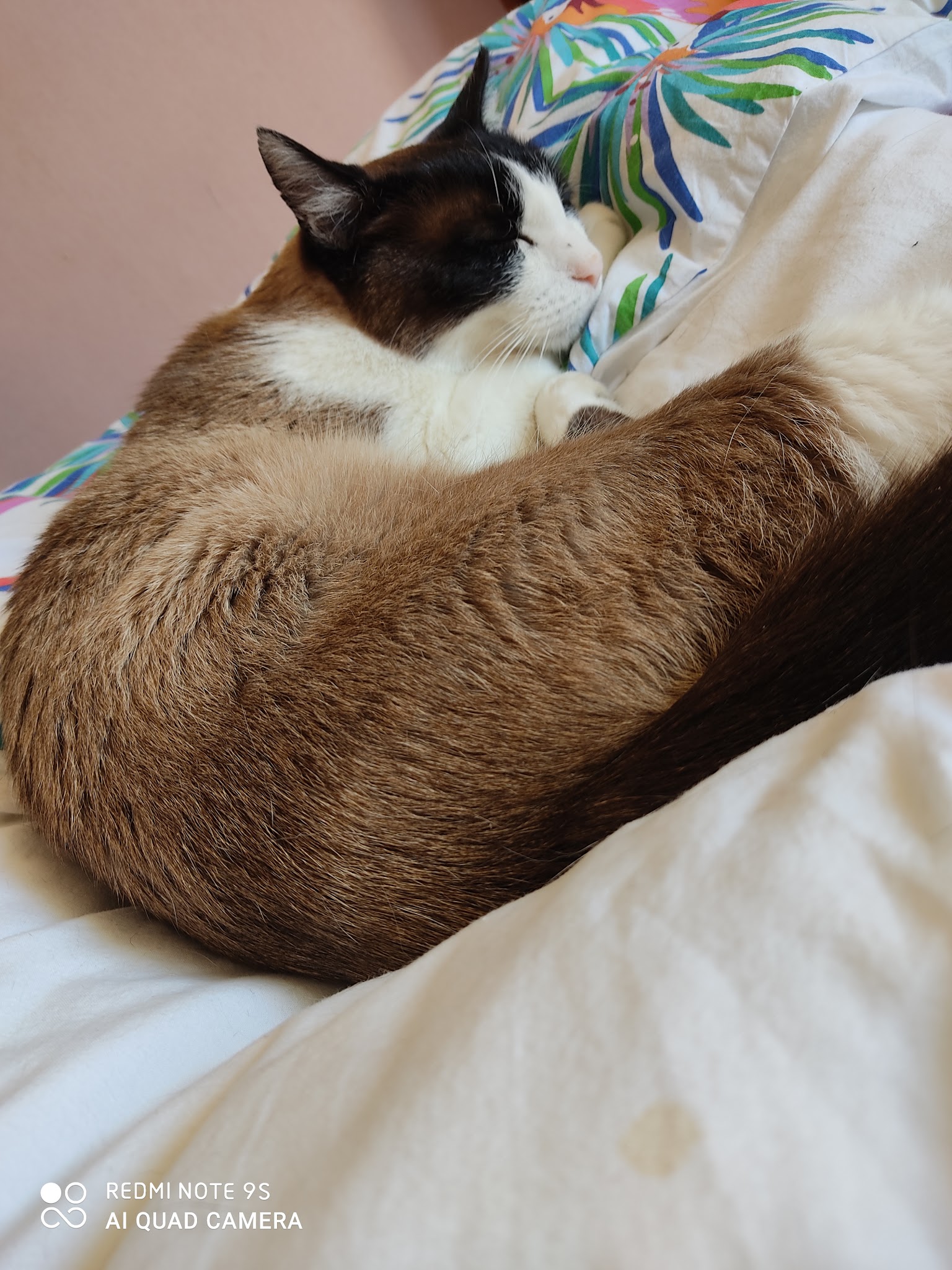 Pattes en Garde — photo