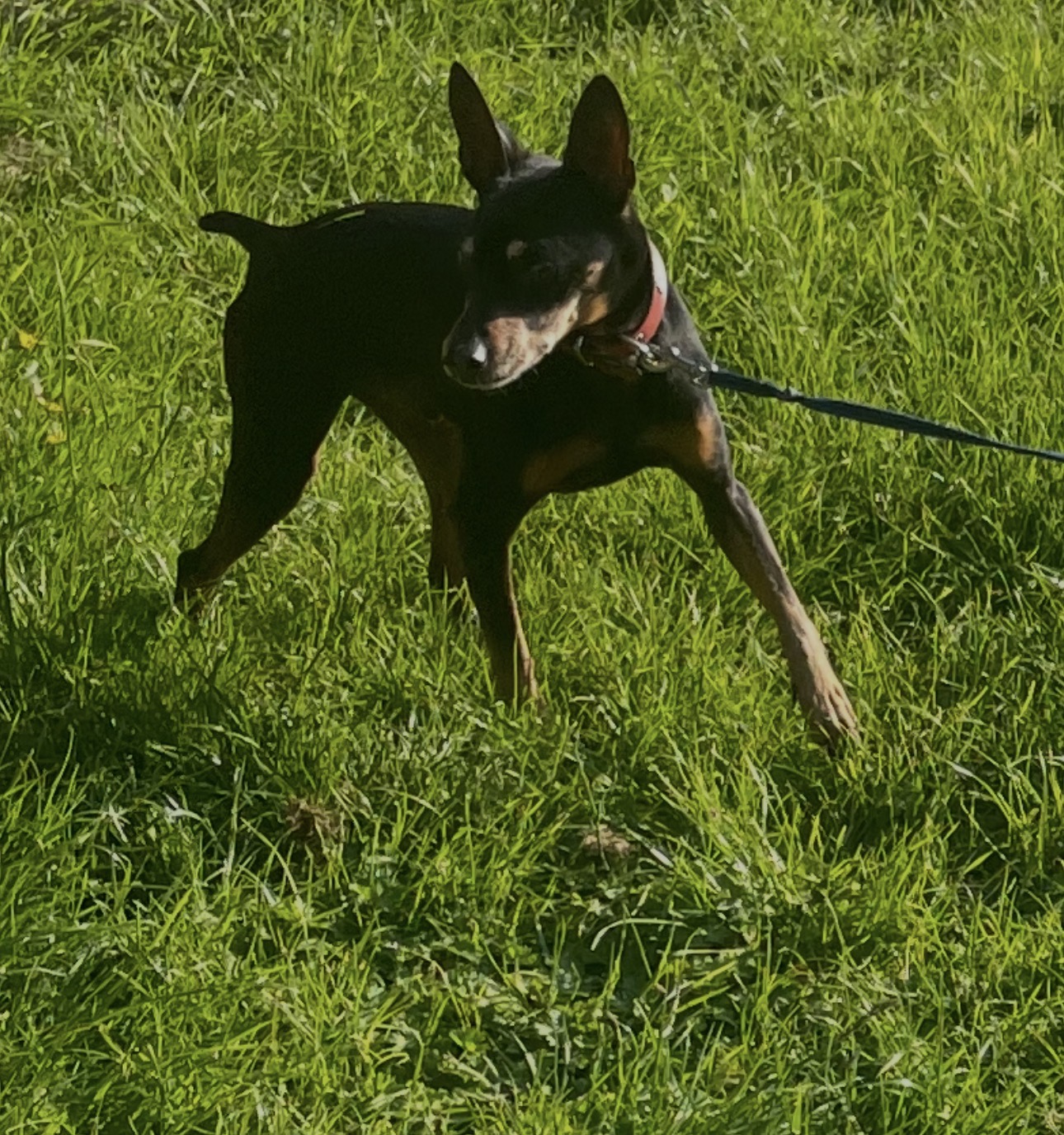 HoneyDog — photo