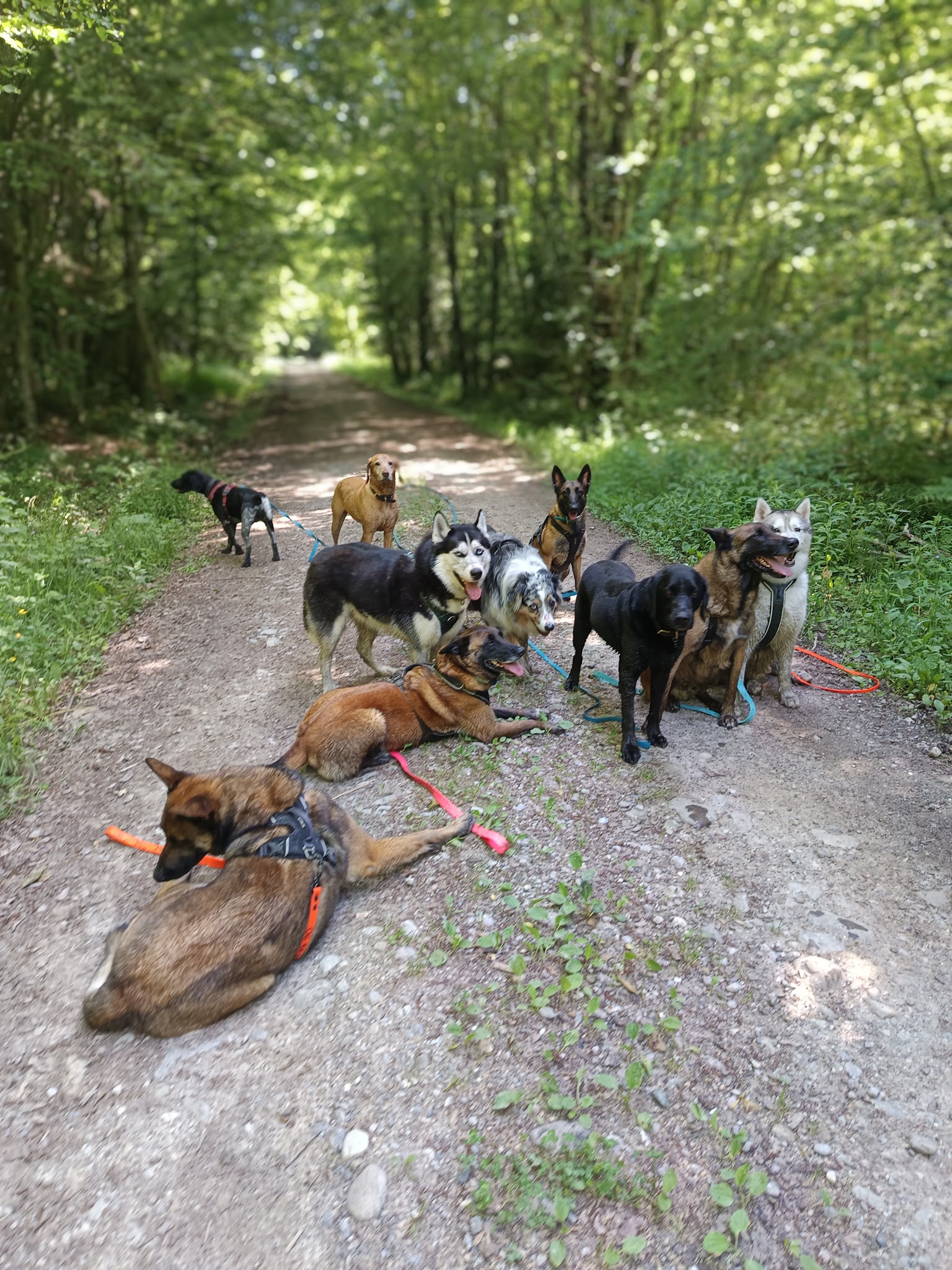 HoneyDog — photo