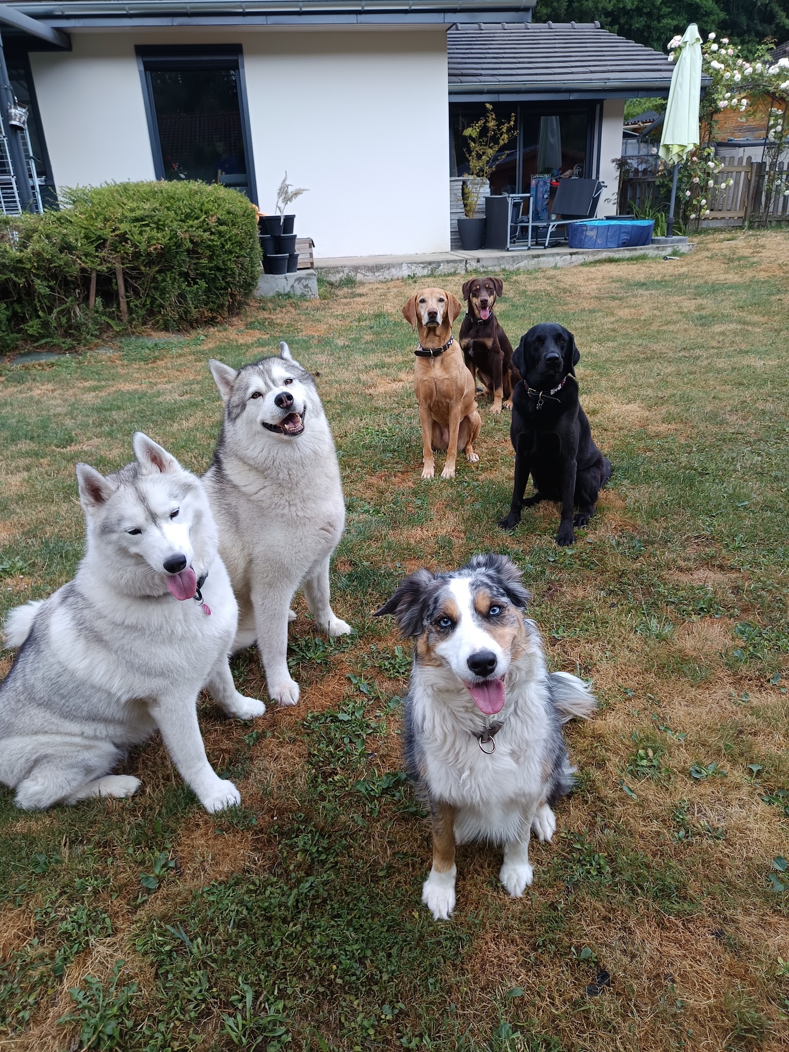 HoneyDog — photo