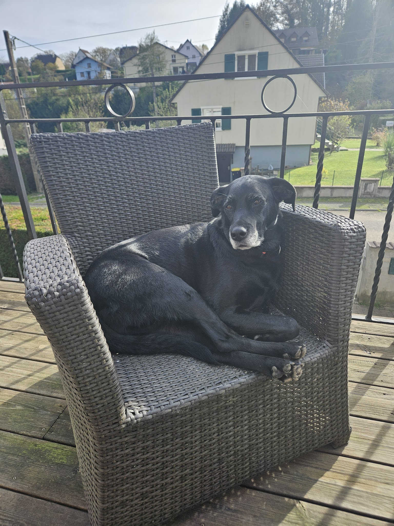 Pets Buddygarde