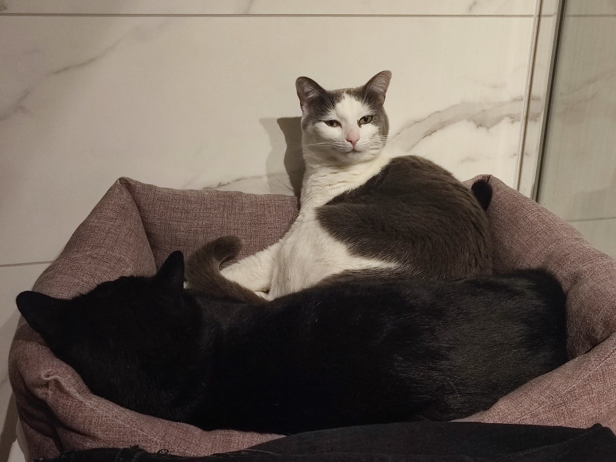 Pets Buddygarde — photo