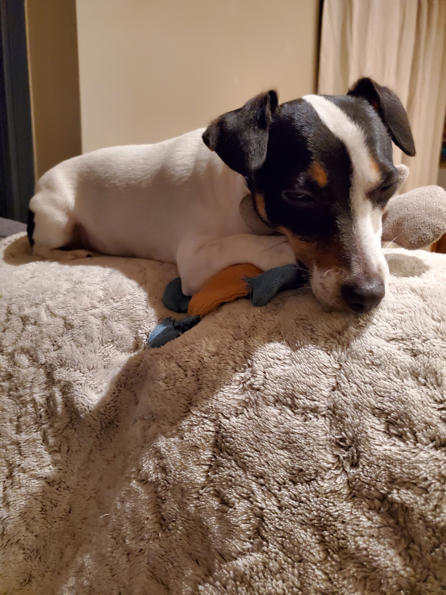 Pets Buddygarde — photo
