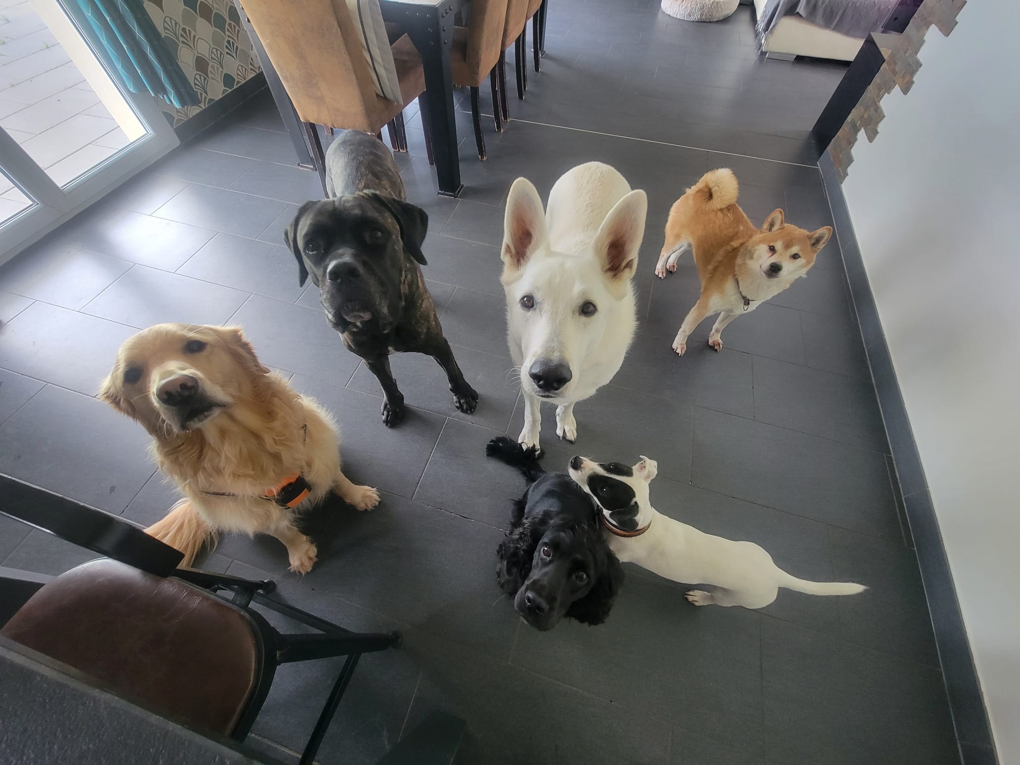 Les Amis d'Oslo - Pet Services — photo