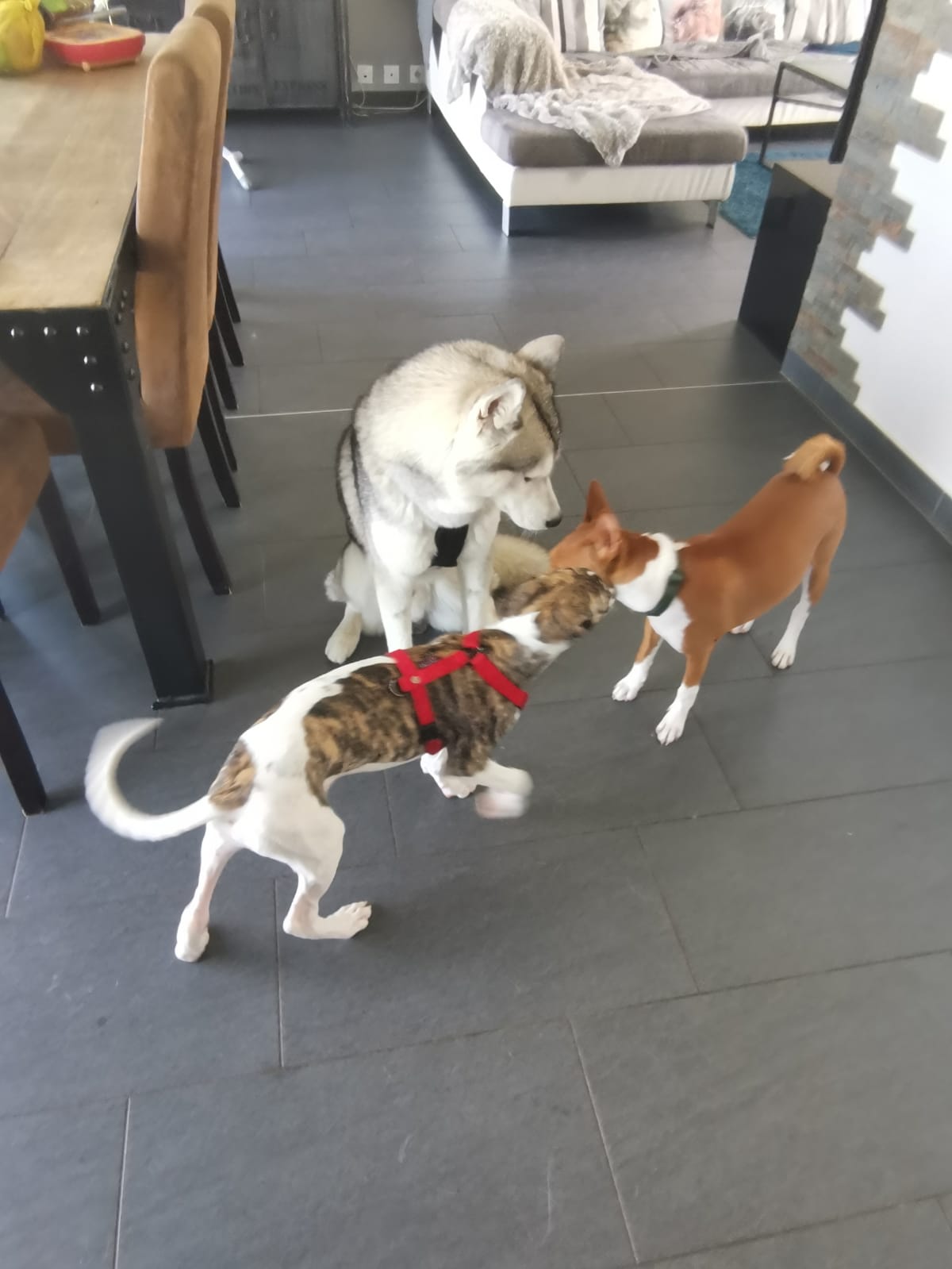 Les Amis d'Oslo - Pet Services — photo