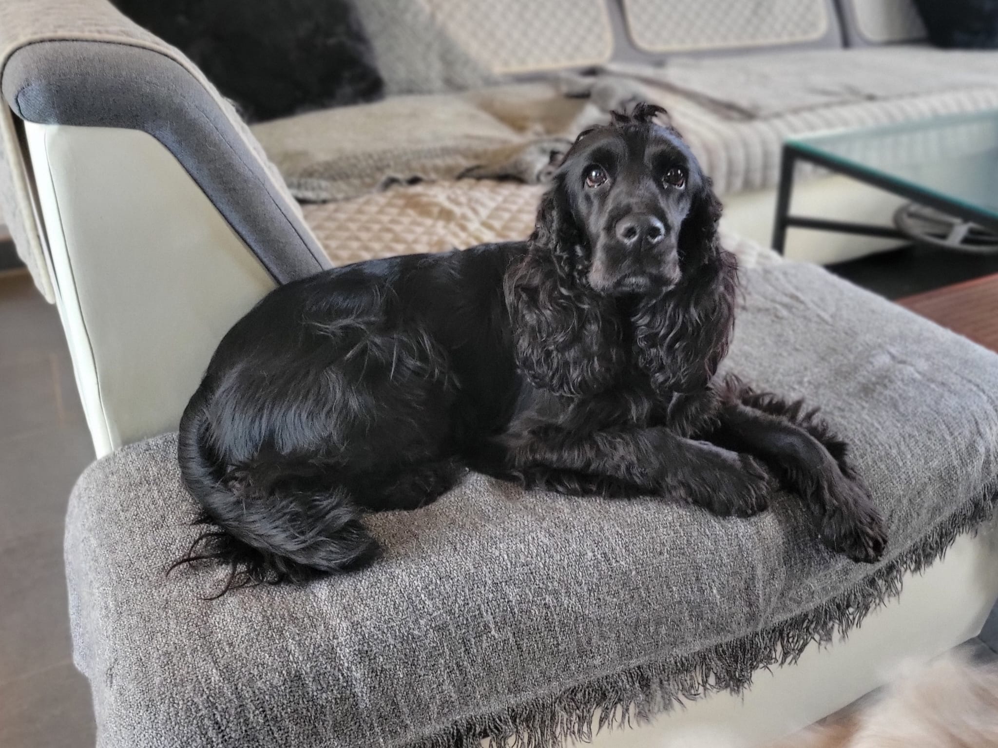 Les Amis d'Oslo - Pet Services — photo