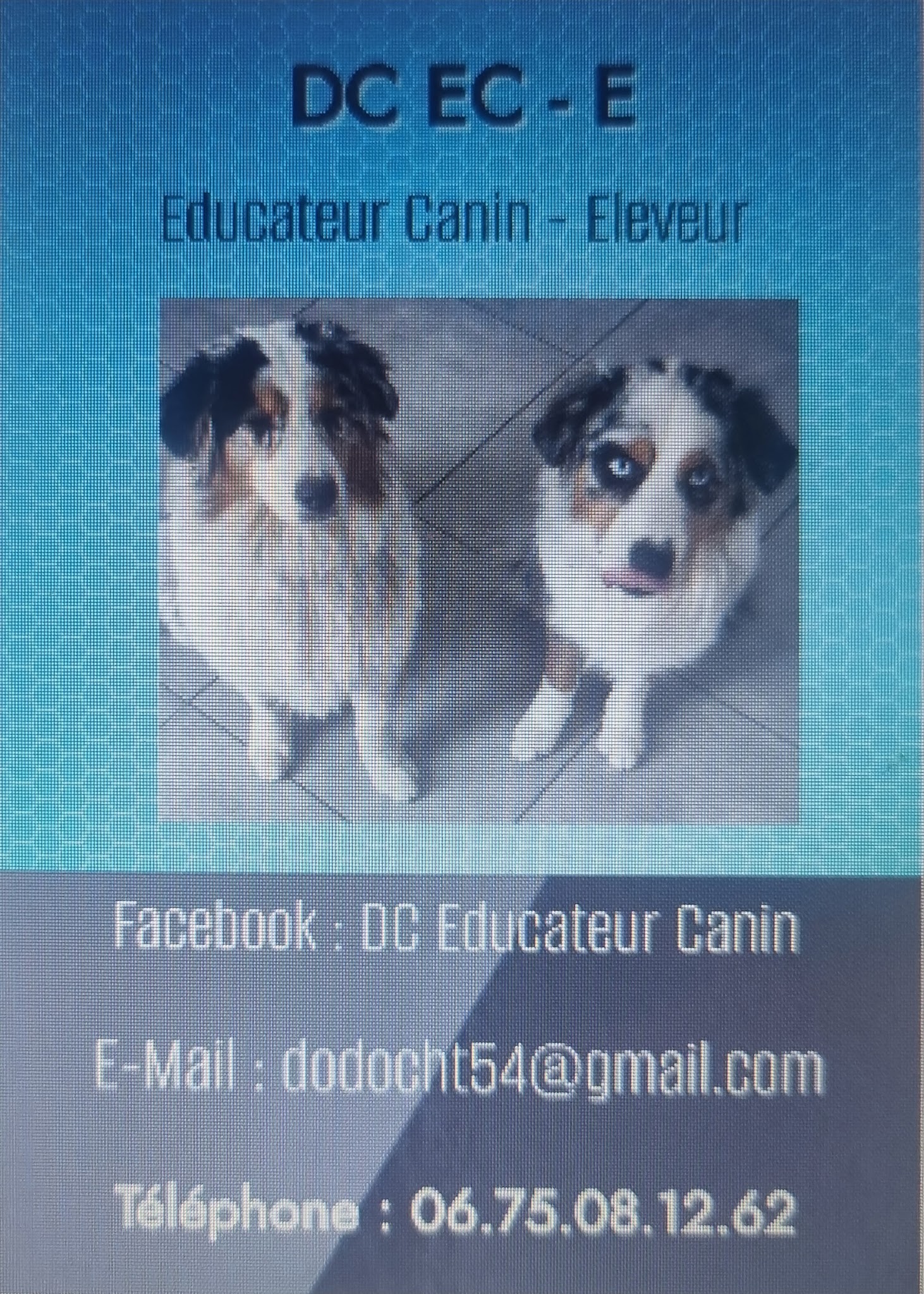 DC Éducateur Canin — photo