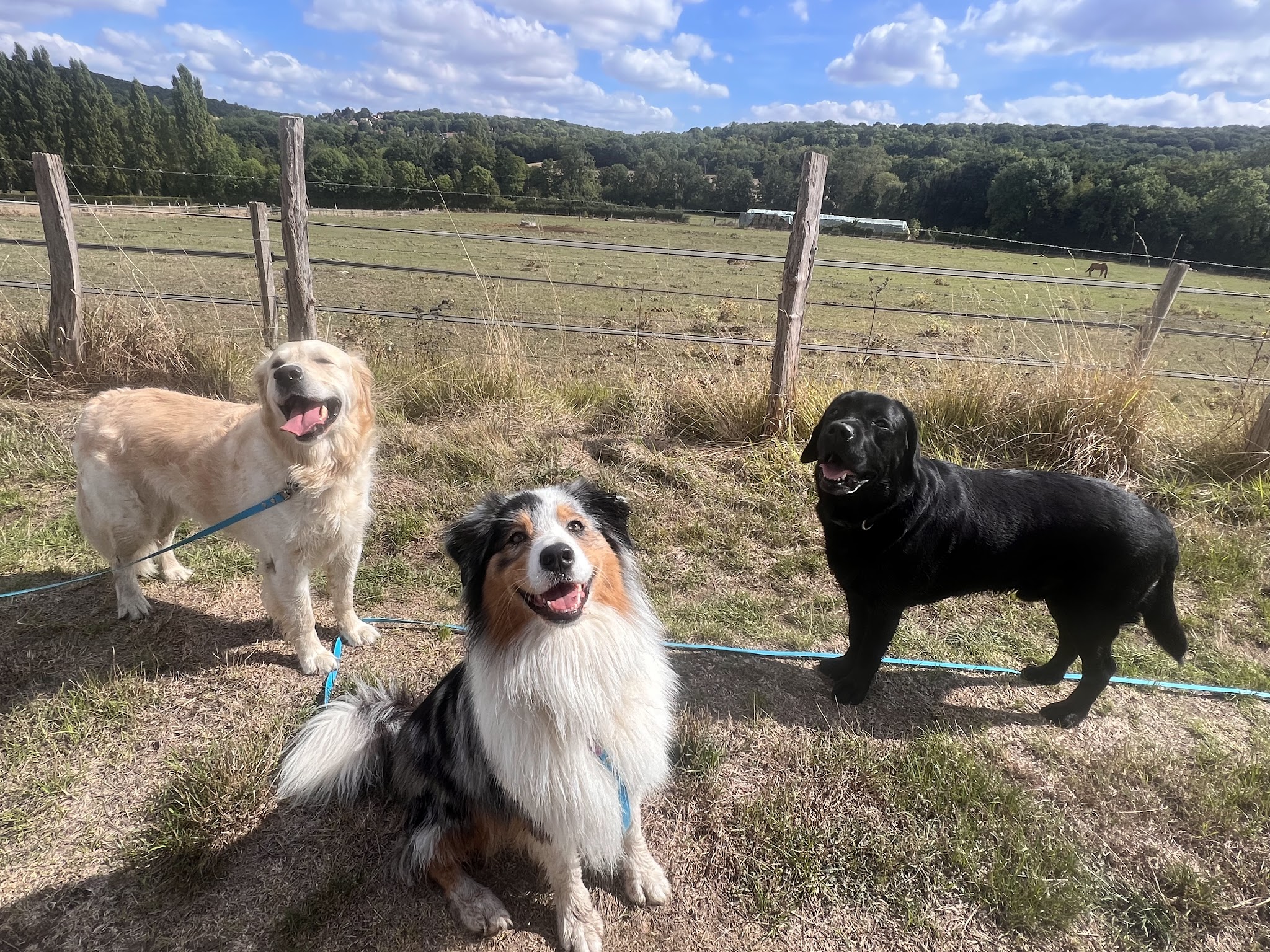 Les Compagnons de Lili