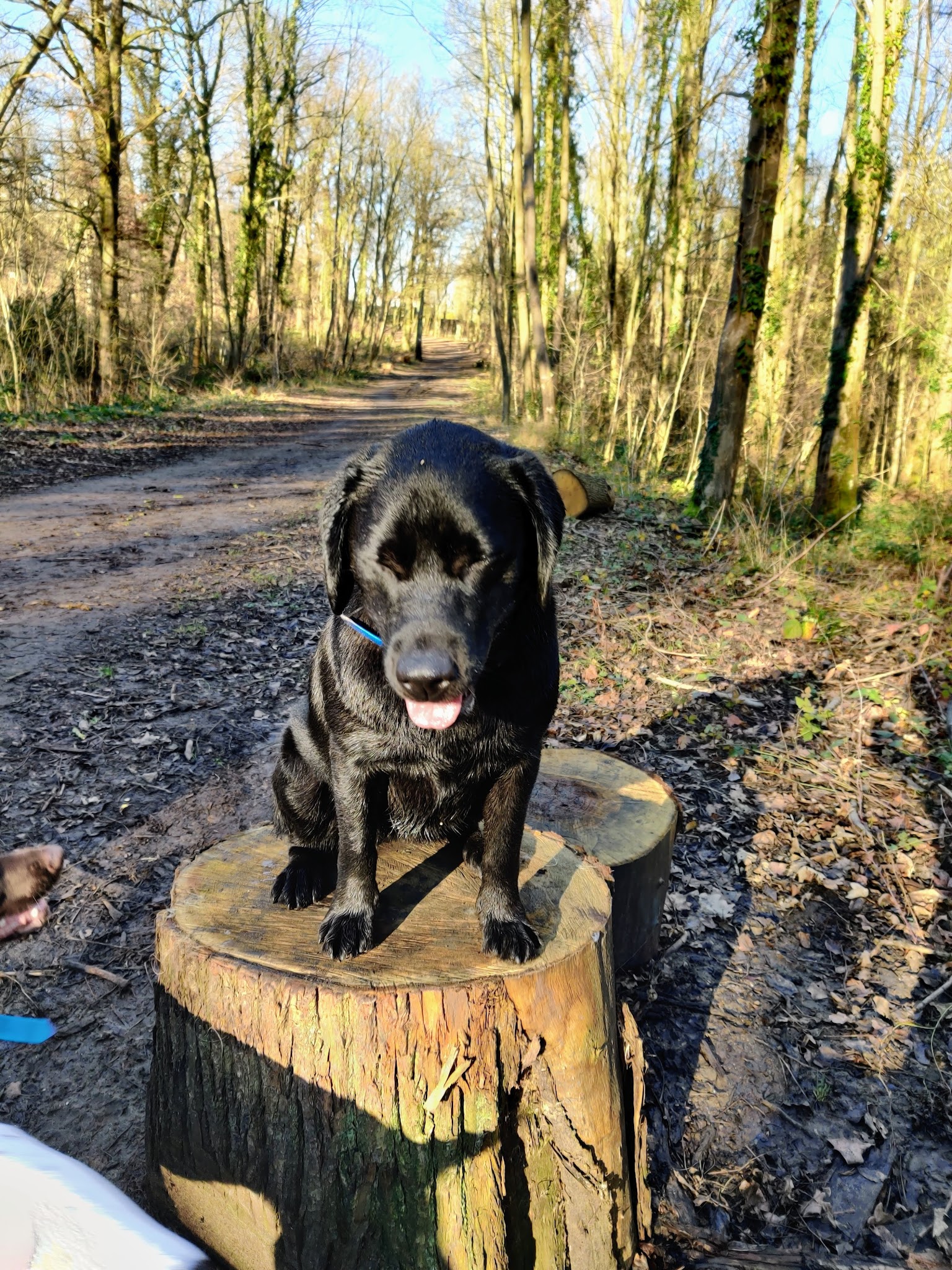 Les Compagnons de Lili — photo
