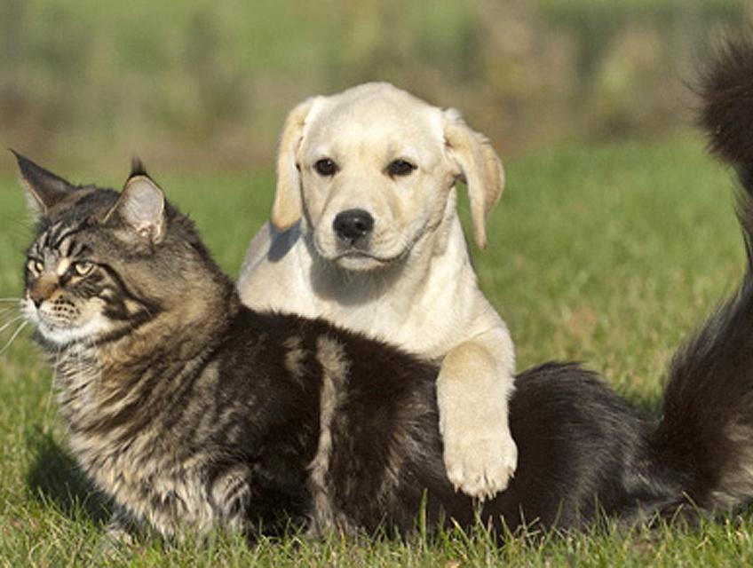 Chenil De La Conque - Pension Pour Chiens et Chats — photo