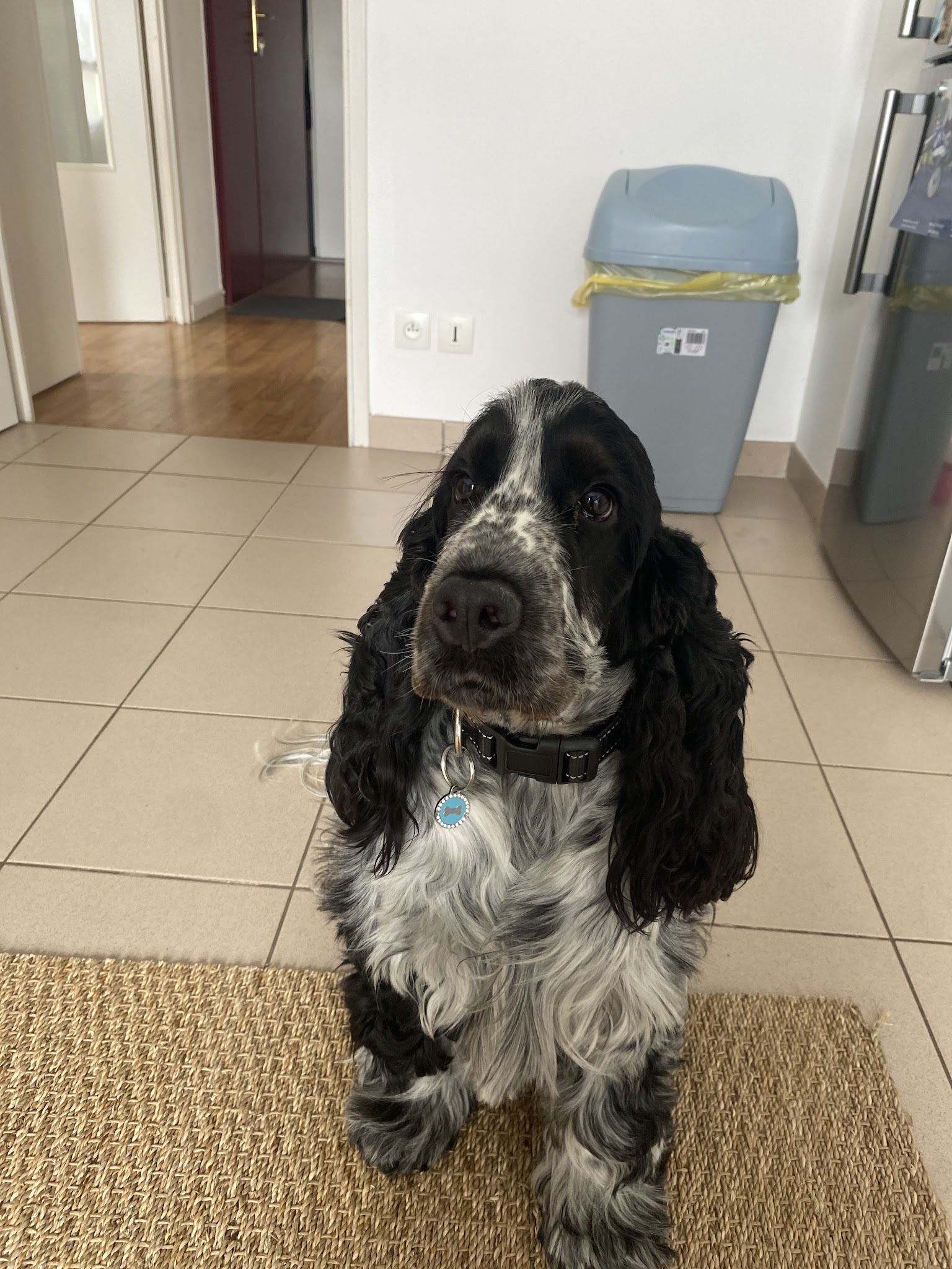 L'ombre du Sam : Éducateur canins diplômé d'état - Garde de Chiens — photo