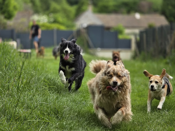 Speed'So - Pension familiale pour chiens - Pet-sitting