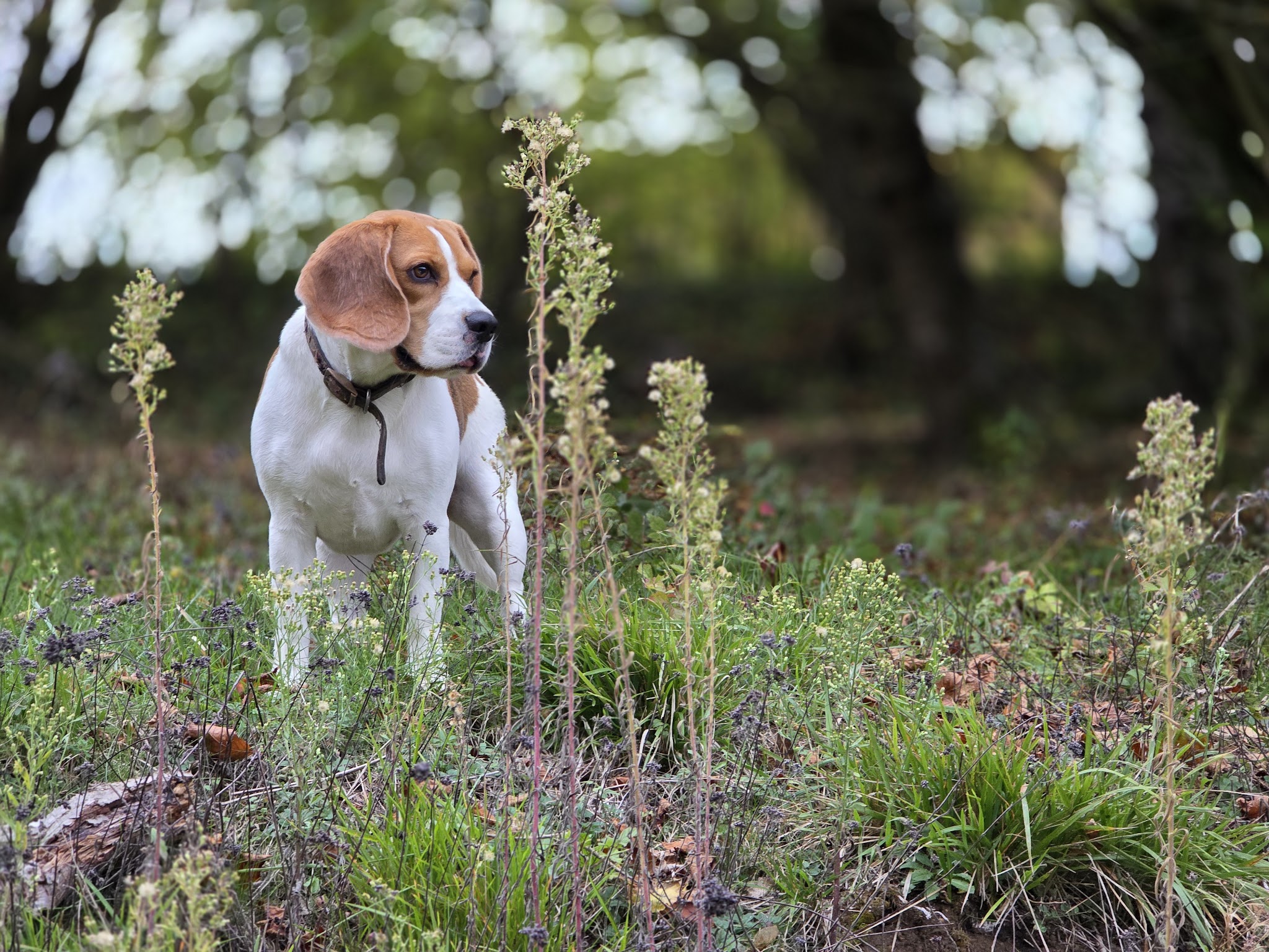 Speed'So - Pension familiale pour chiens - Pet-sitting — photo