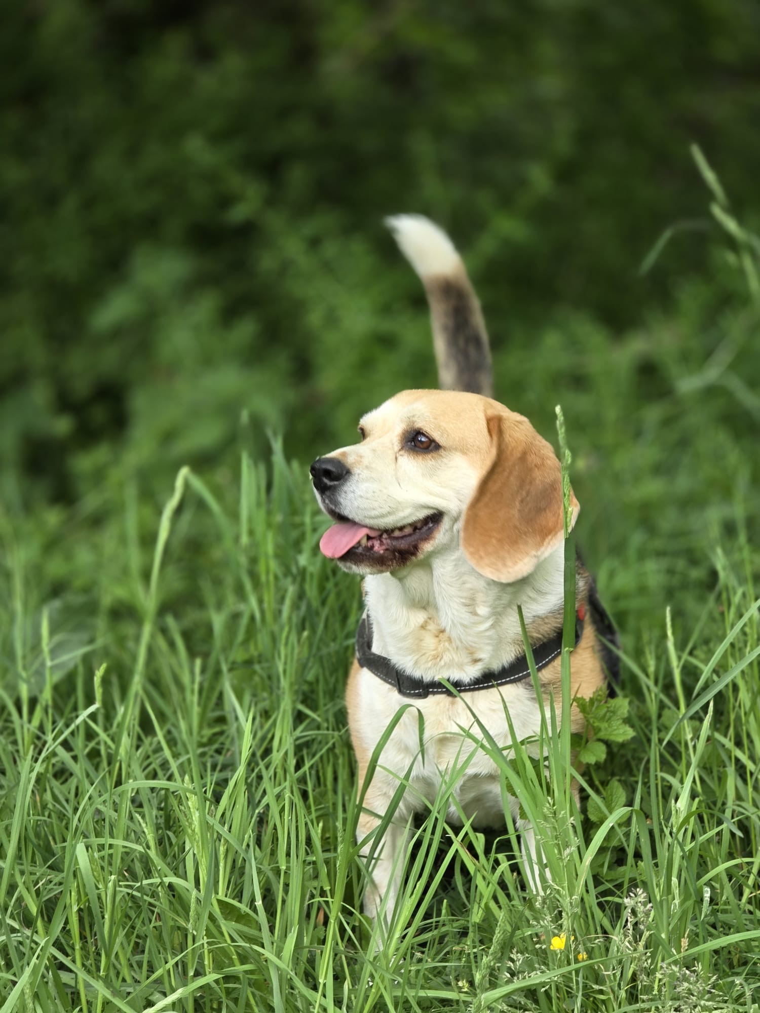Speed'So - Pension familiale pour chiens - Pet-sitting — photo