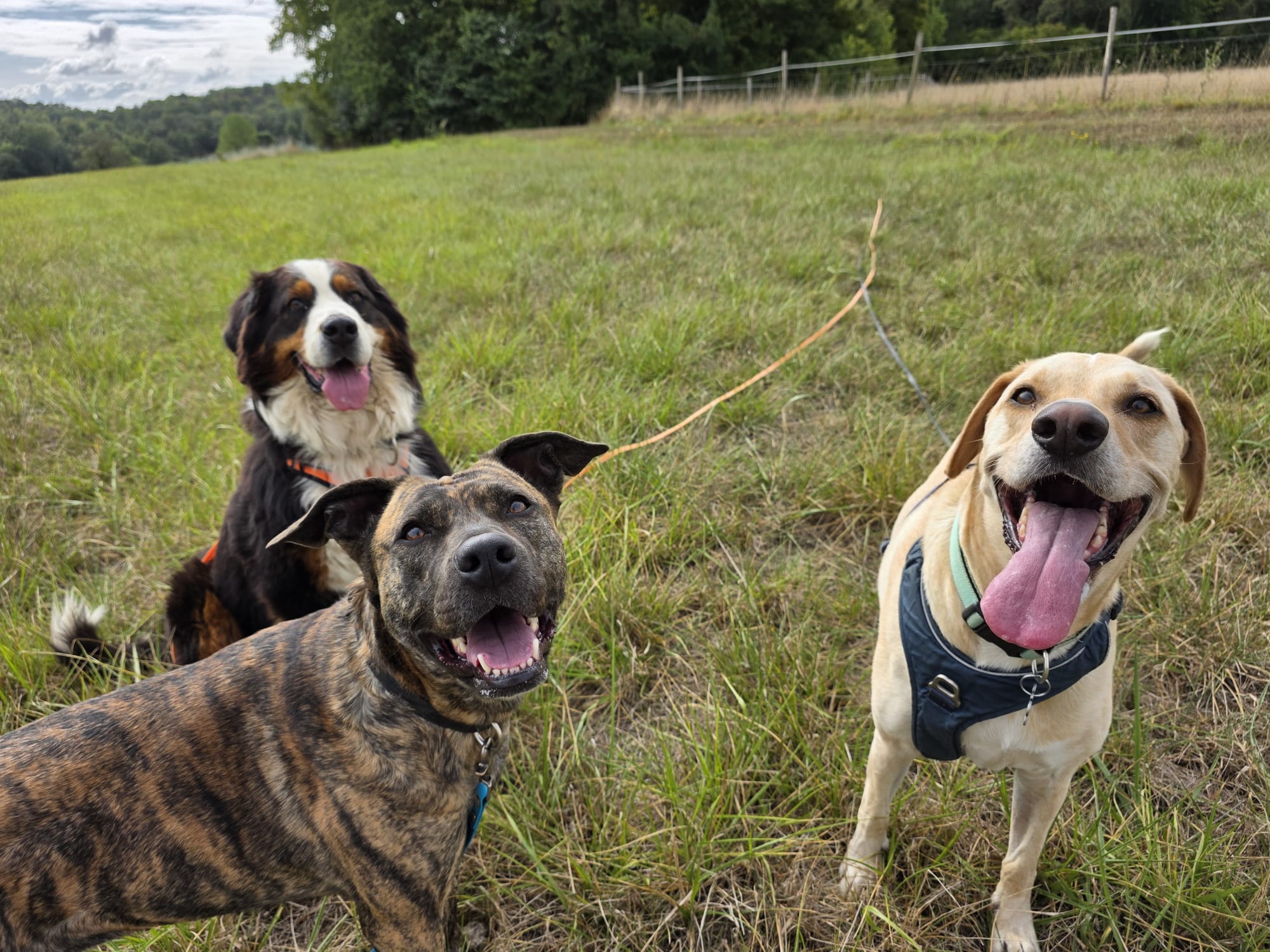 Speed'So - Pension familiale pour chiens - Pet-sitting — photo