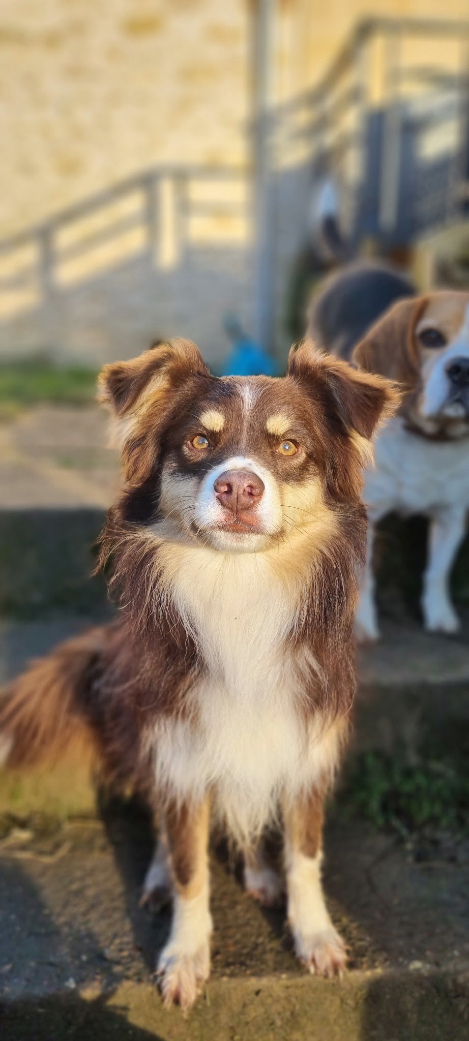 Speed'So - Pension familiale pour chiens - Pet-sitting — photo